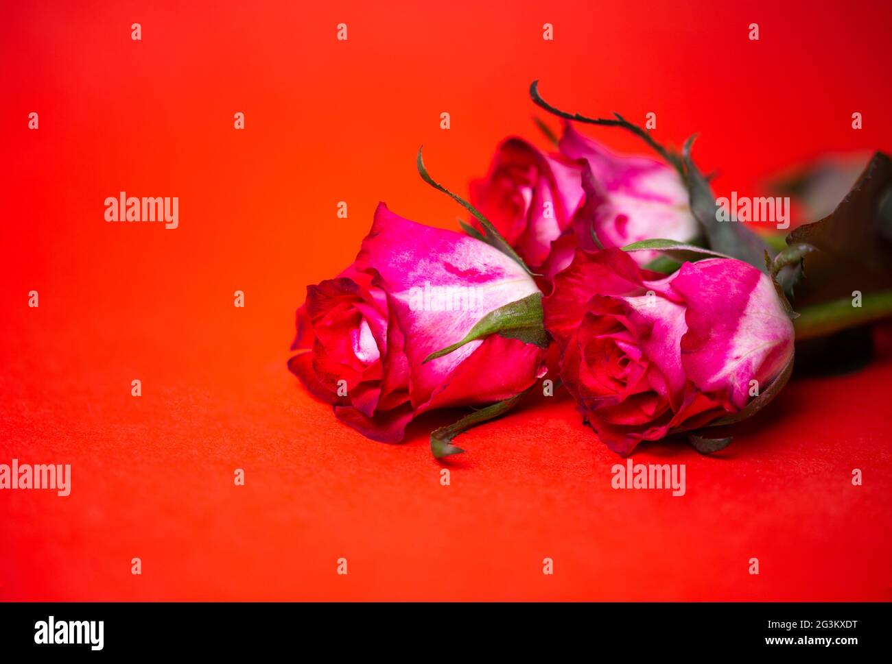 three pink and white roses on a red background. Stock Photo