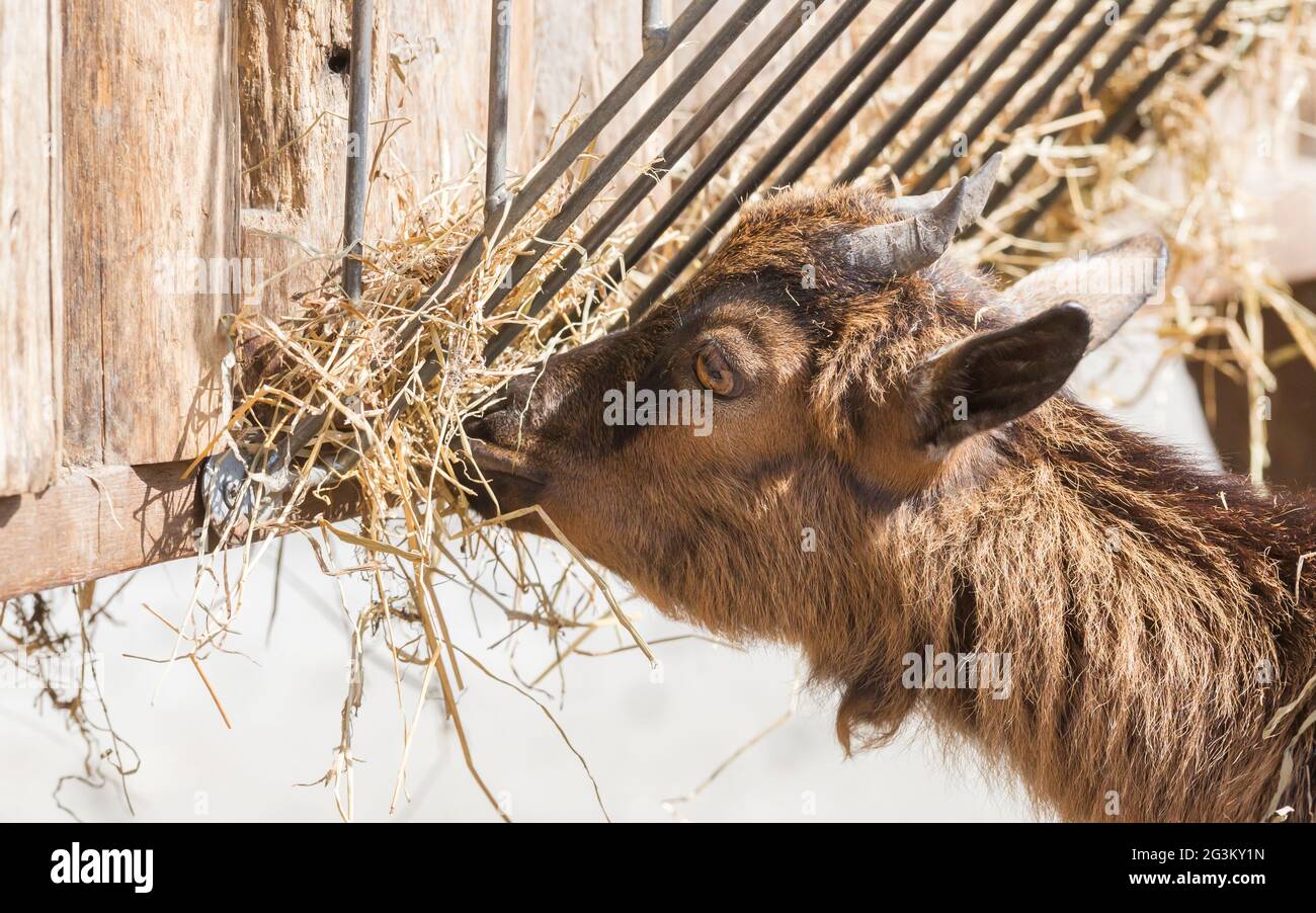 Goat Eating Hay Stock Photo Alamy