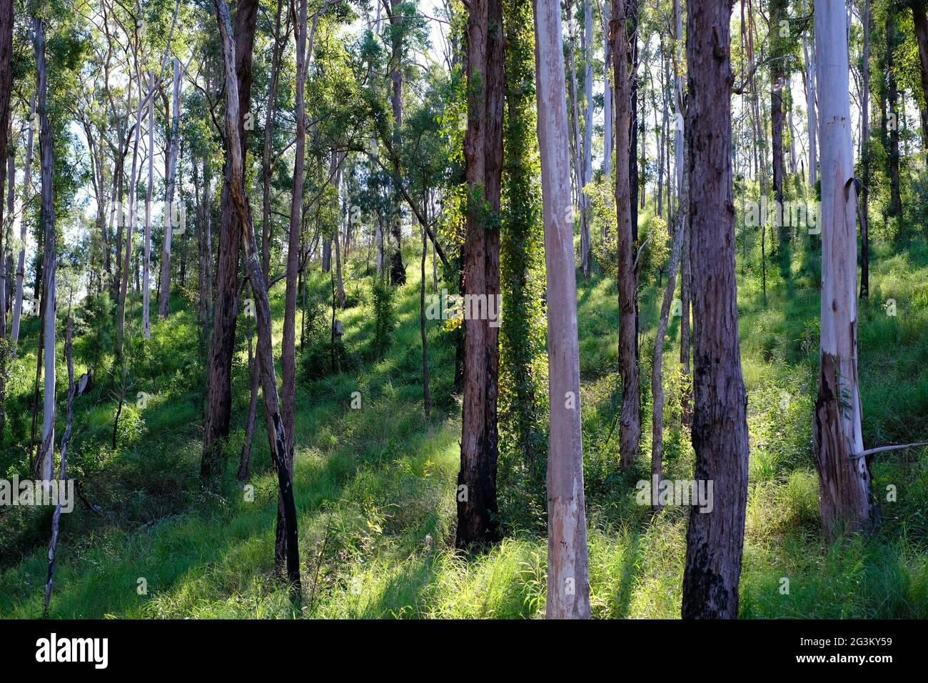 Gum trees, Upper Clarence River, Clarence River Wilderness Lodge, Paddy’s Flat, New South Wales, Australia Stock Photo