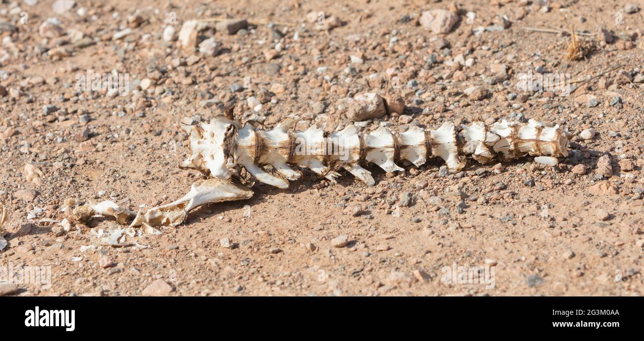Bone spine of a wild animal Stock Photo Alamy