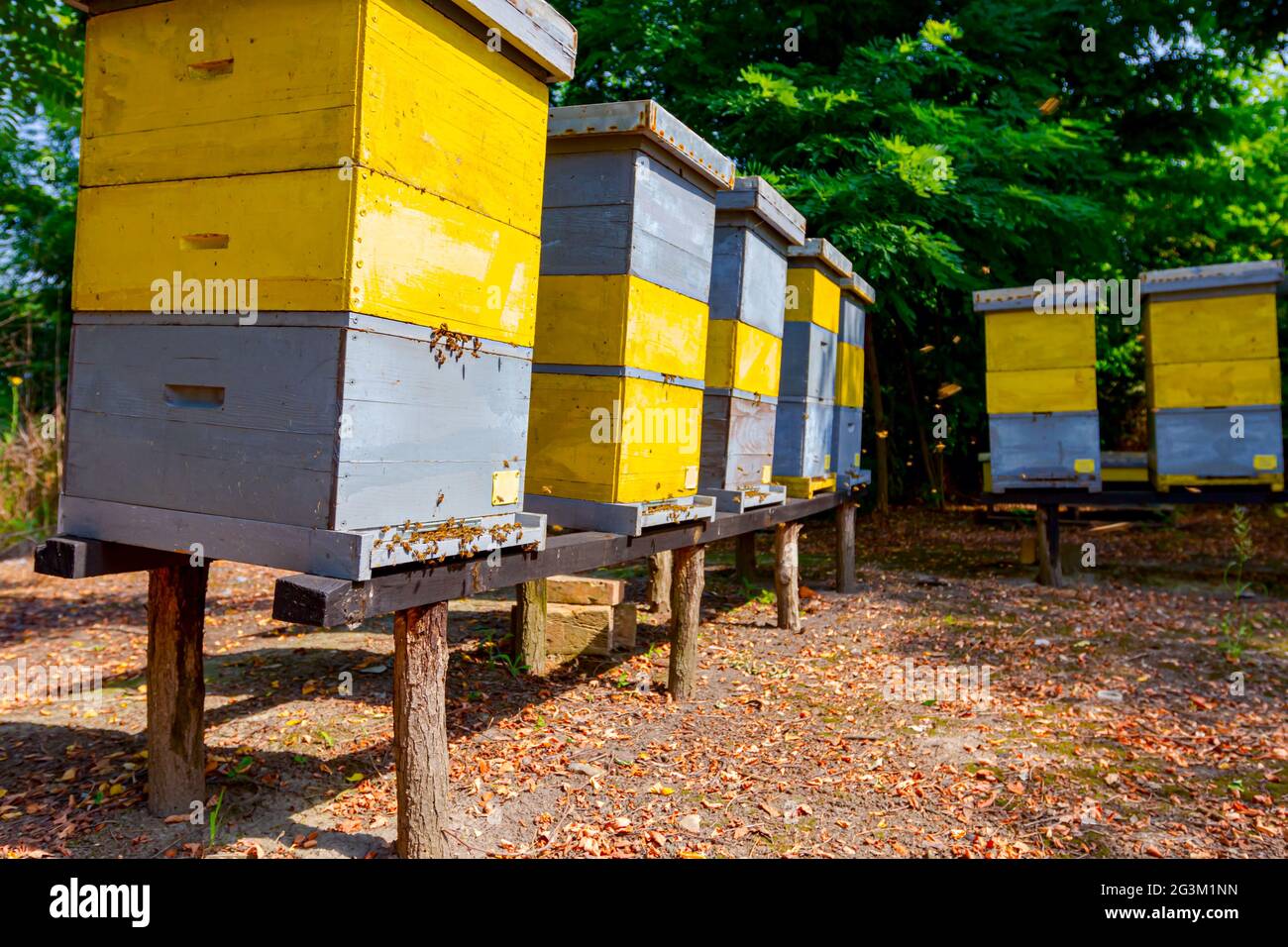 Wooden colorful beehives in a row are placed on wooden construction lifted off the ground Stock
