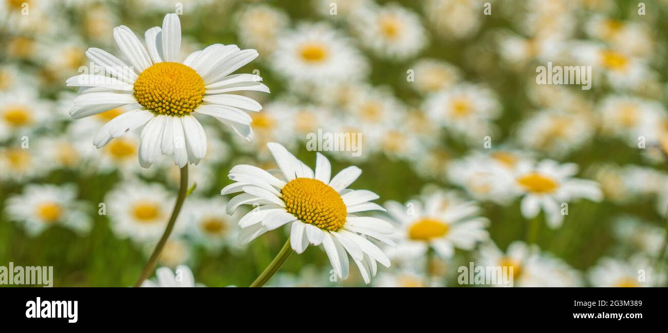 blooming marguerite in meadow at spring Stock Photo