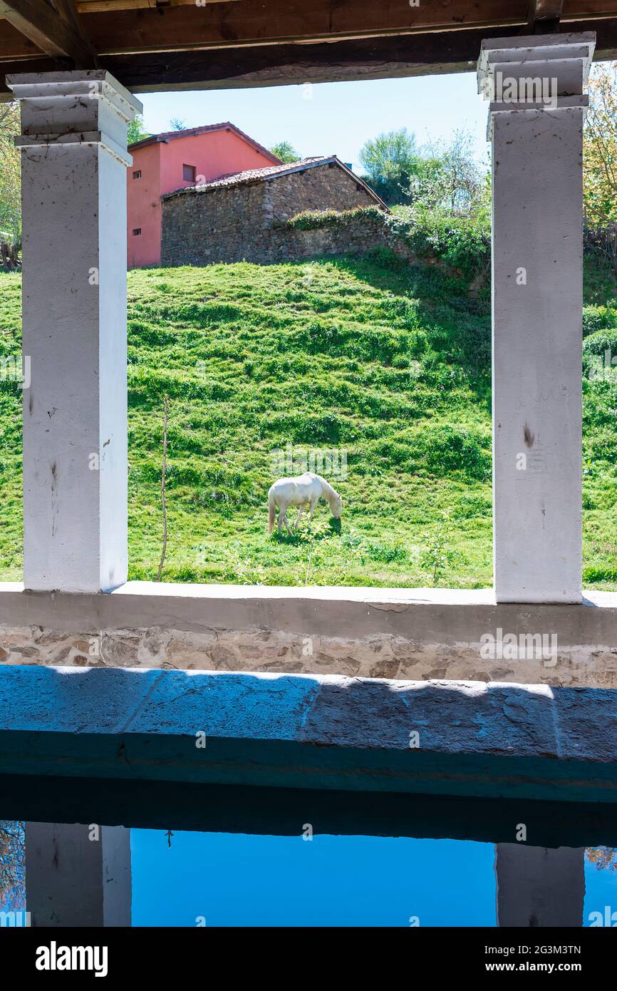 White horse grazing in a green meadow in Asturias.The photograph was taken on a sunny day and is shot in portrait format. Stock Photo