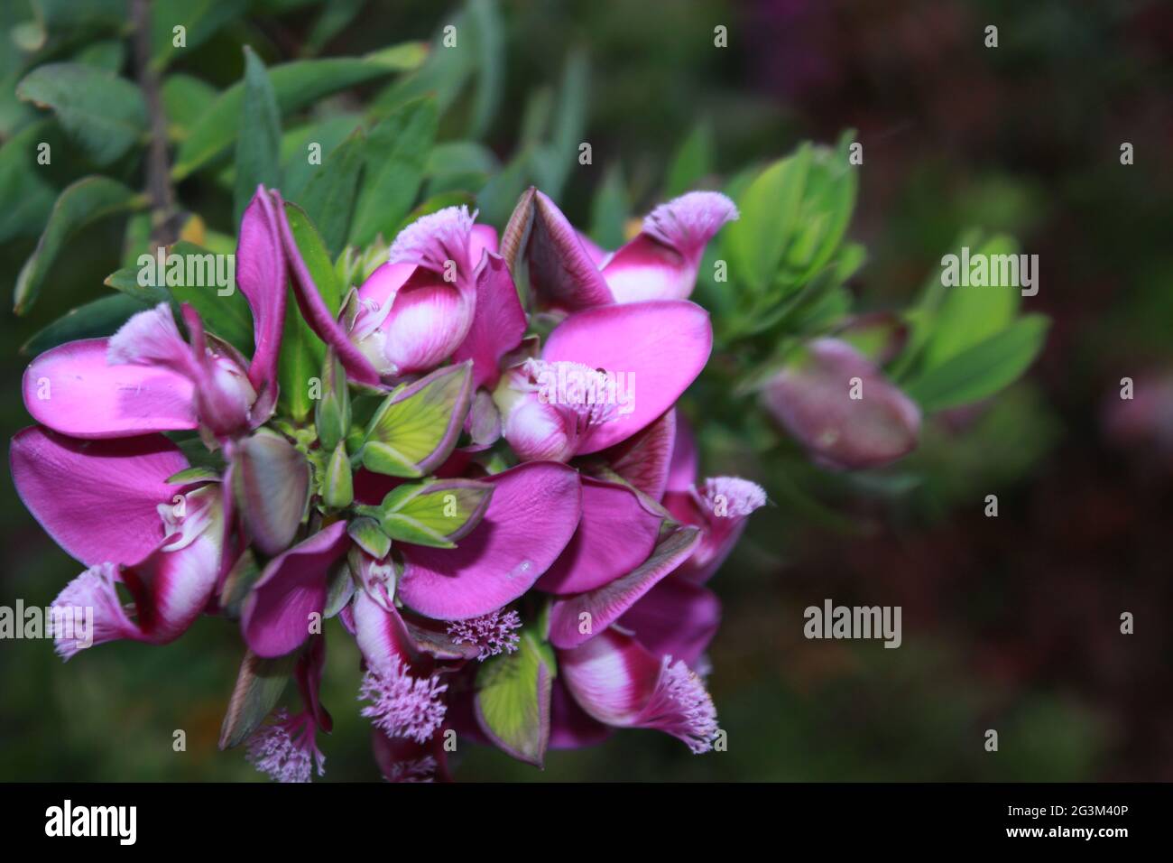 Wild medicinal plants purple flowers Stock Photo