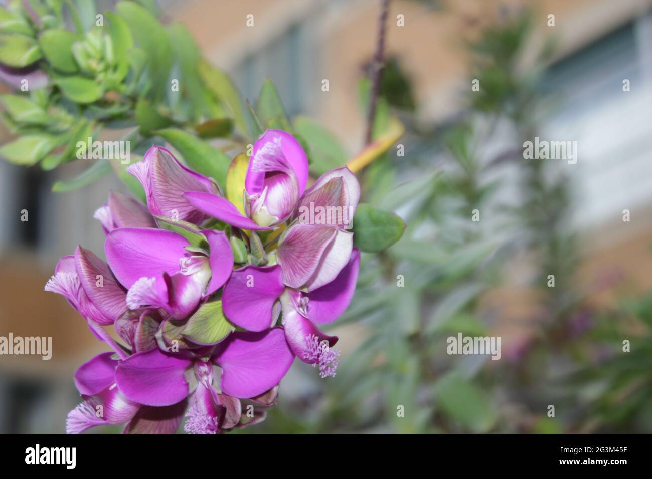Wild medicinal plants purple flowers Stock Photo