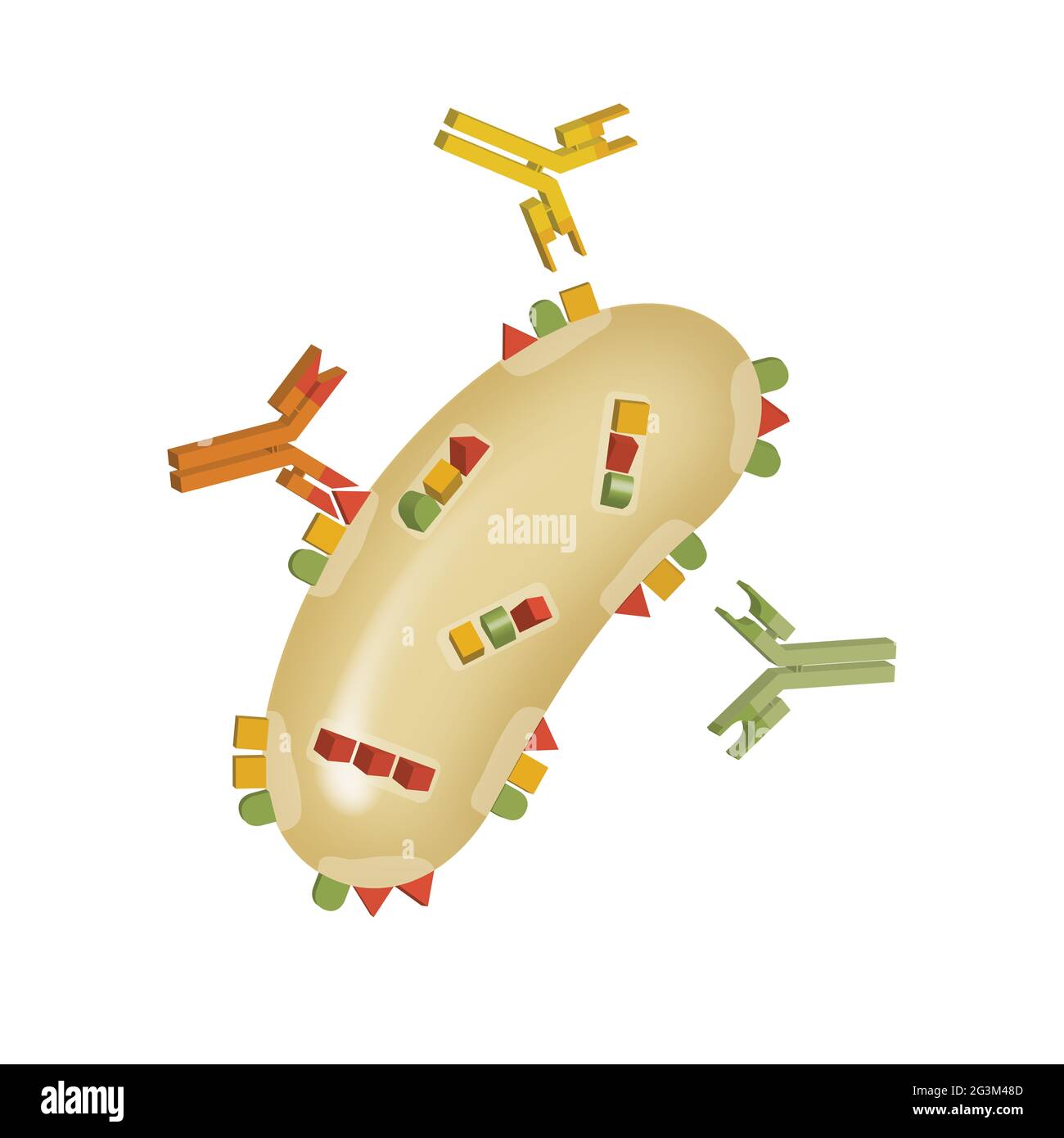 Bacteria recombination. Bacterial transformation, conjugation, transduction. Genetics Stock Photo
