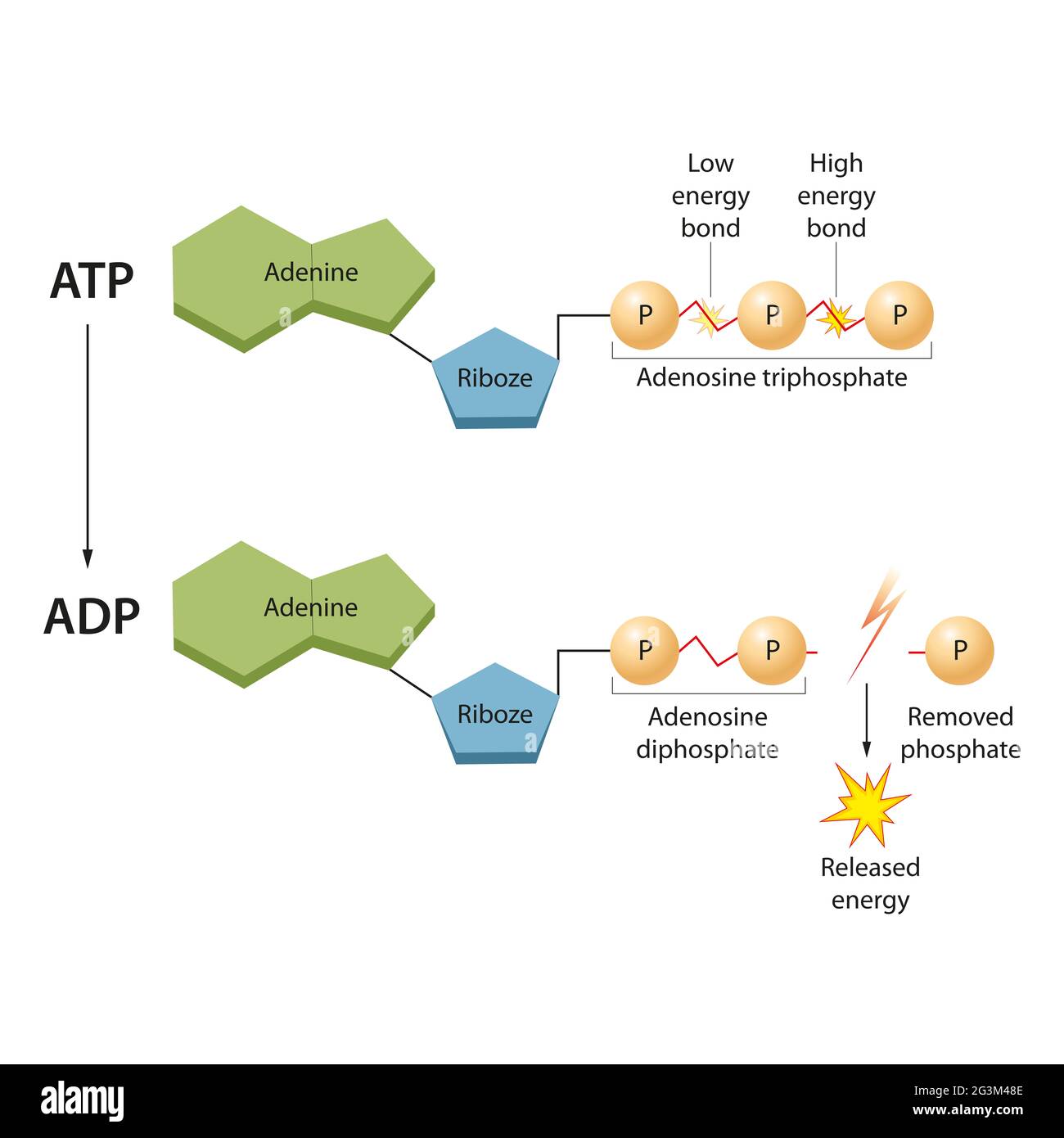 ATP: The Energy Currency for the Cell Stock Photo