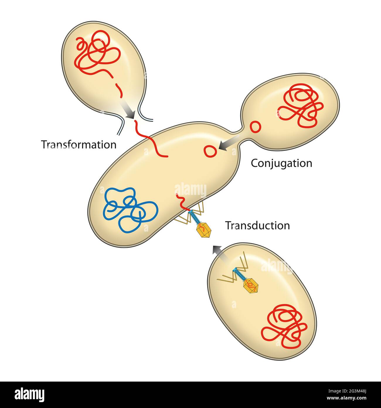 Bacteria recombination. Bacterial transformation, conjugation, transduction.  Genetics Stock Photo - Alamy
