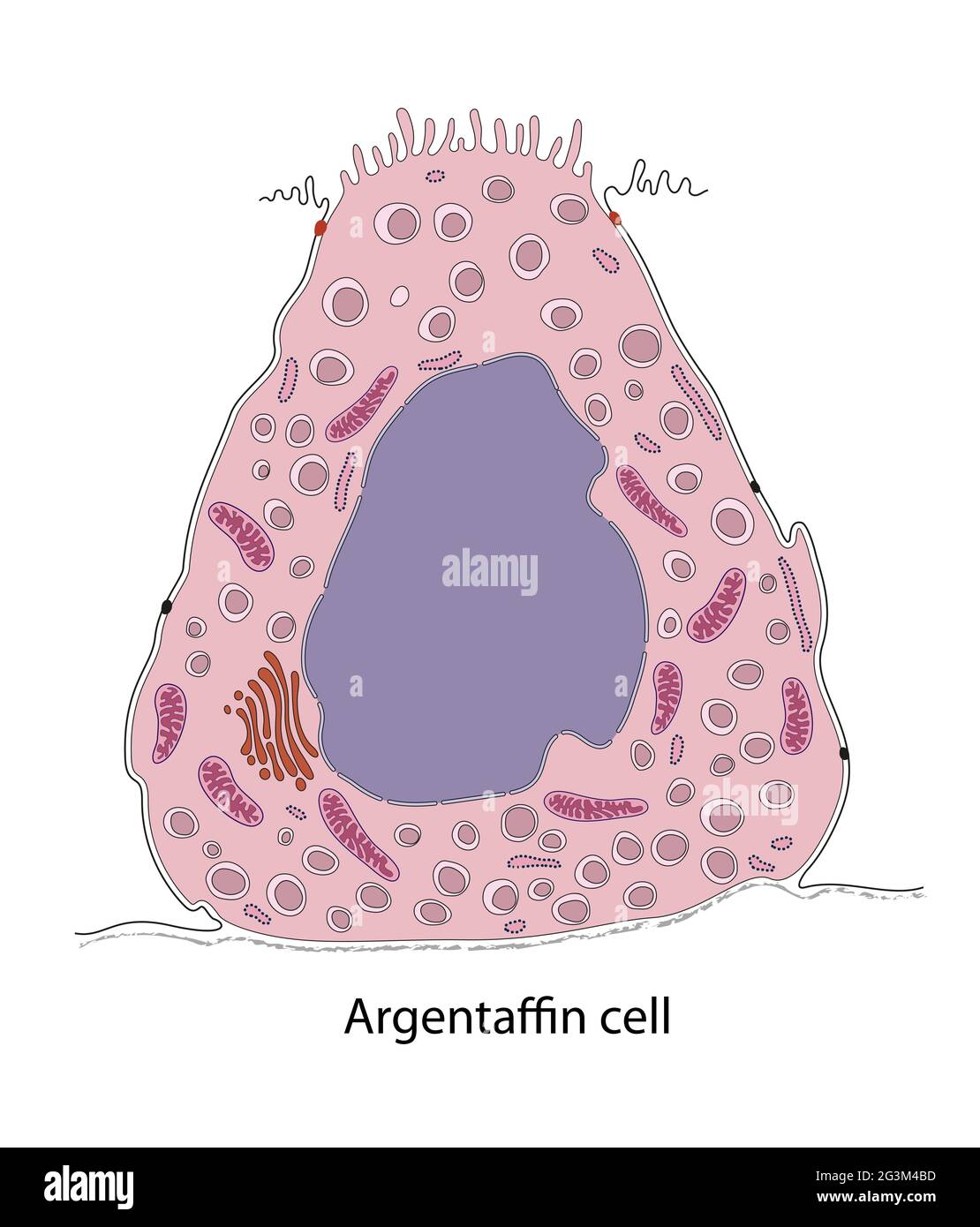 Diagram of gastric argentaffin cell Stock Photo