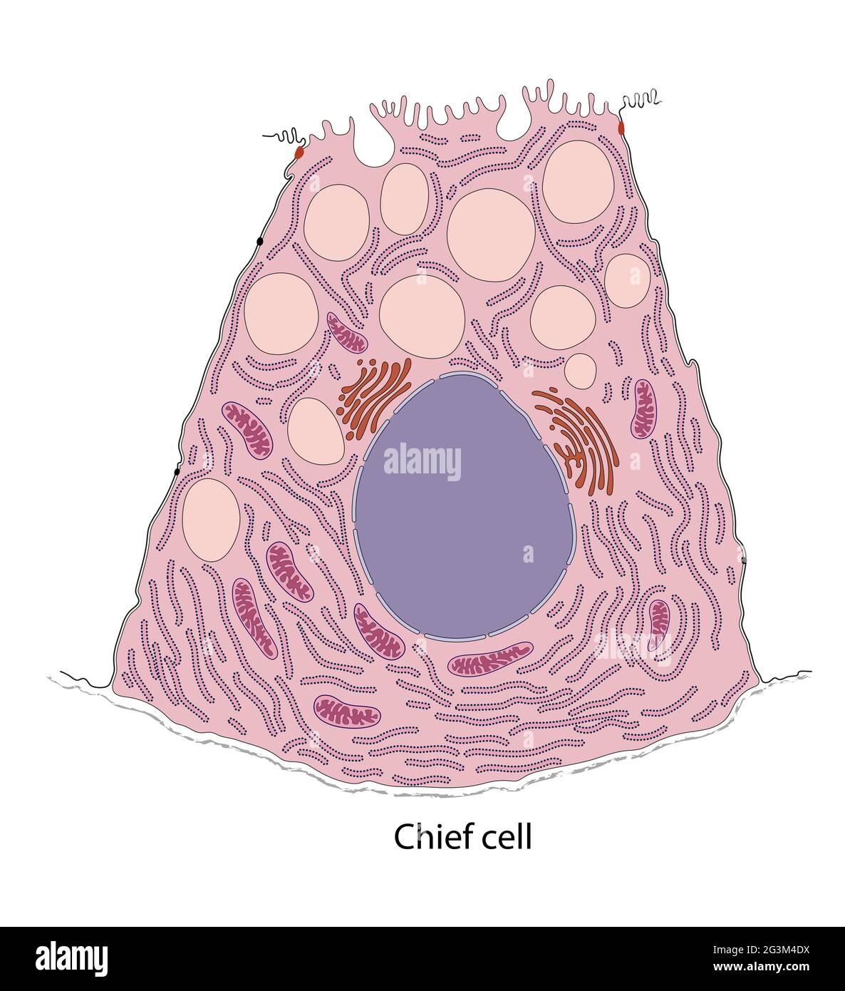Diagram of gastric chief cell Stock Photo