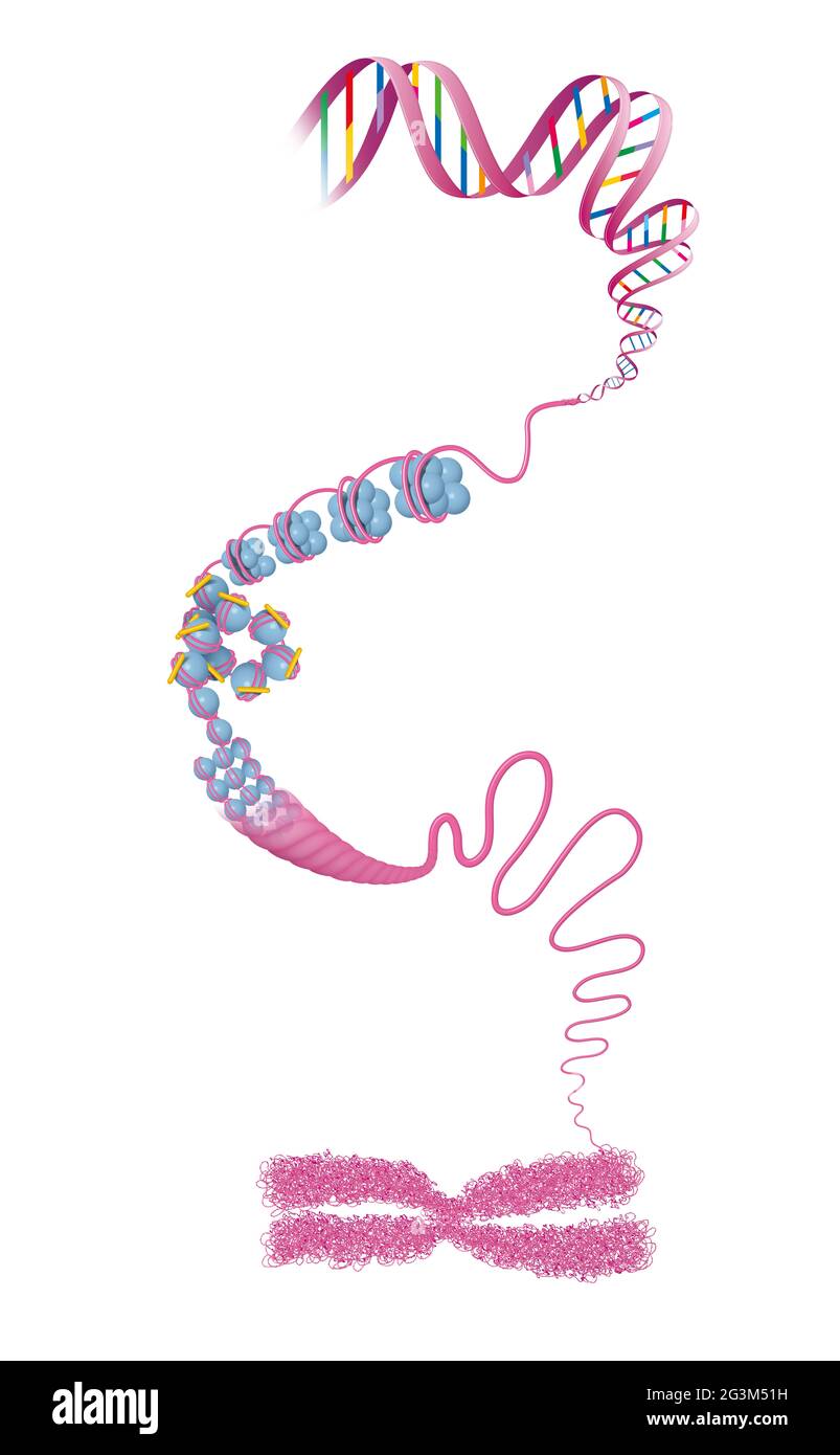 Chromosome structure. DNA Stock Photo