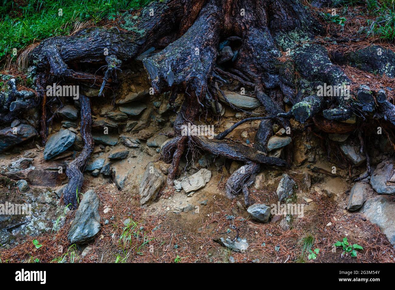 tree roots and sunshine in a green forest Stock Photo - Alamy