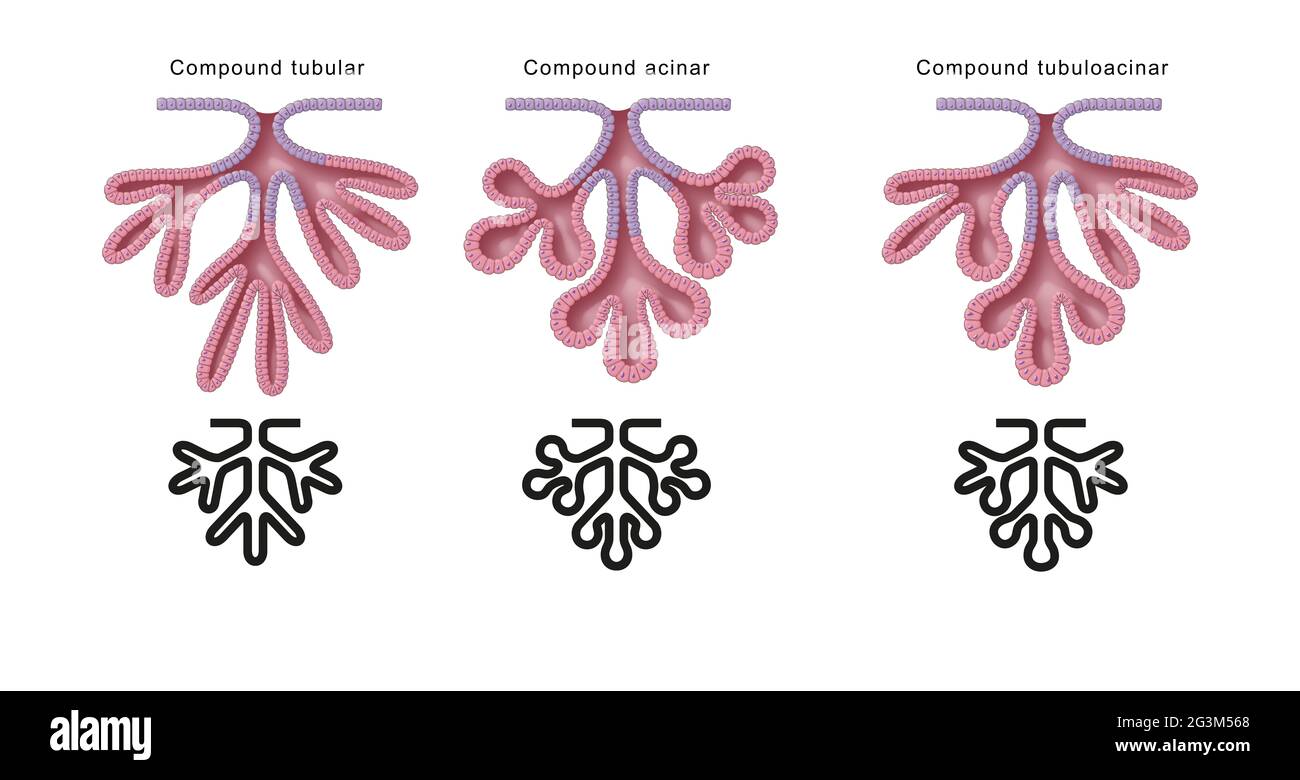 Structural classification of glands. Compound glands Stock Photo