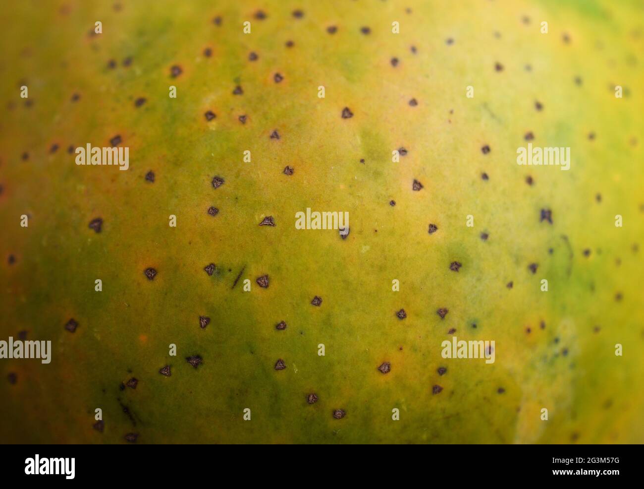 colorful patterns in mango skin Stock Photo