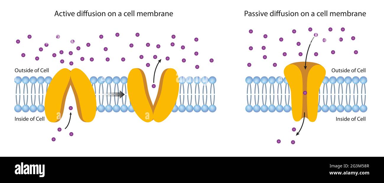 Diffusion Across the Plasma Membrane Stock Photo
