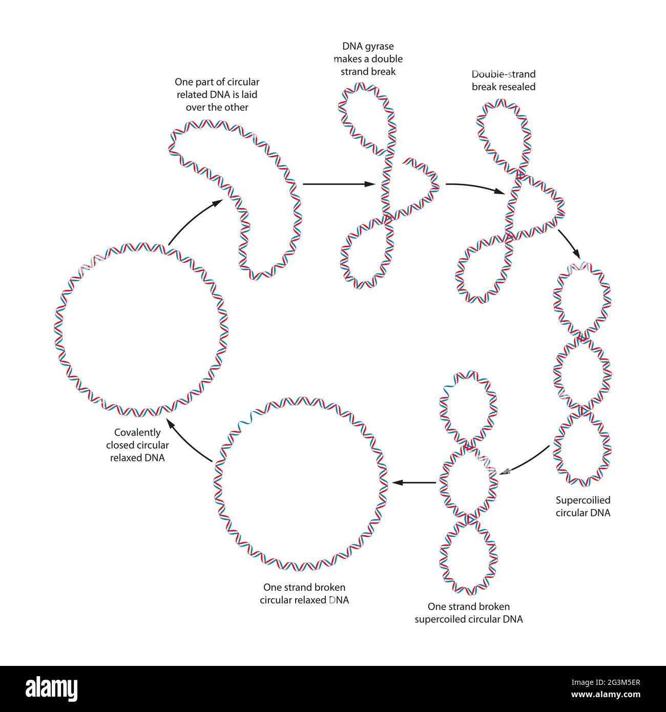 Coiled Dna High Resolution Stock Photography and Images Alamy