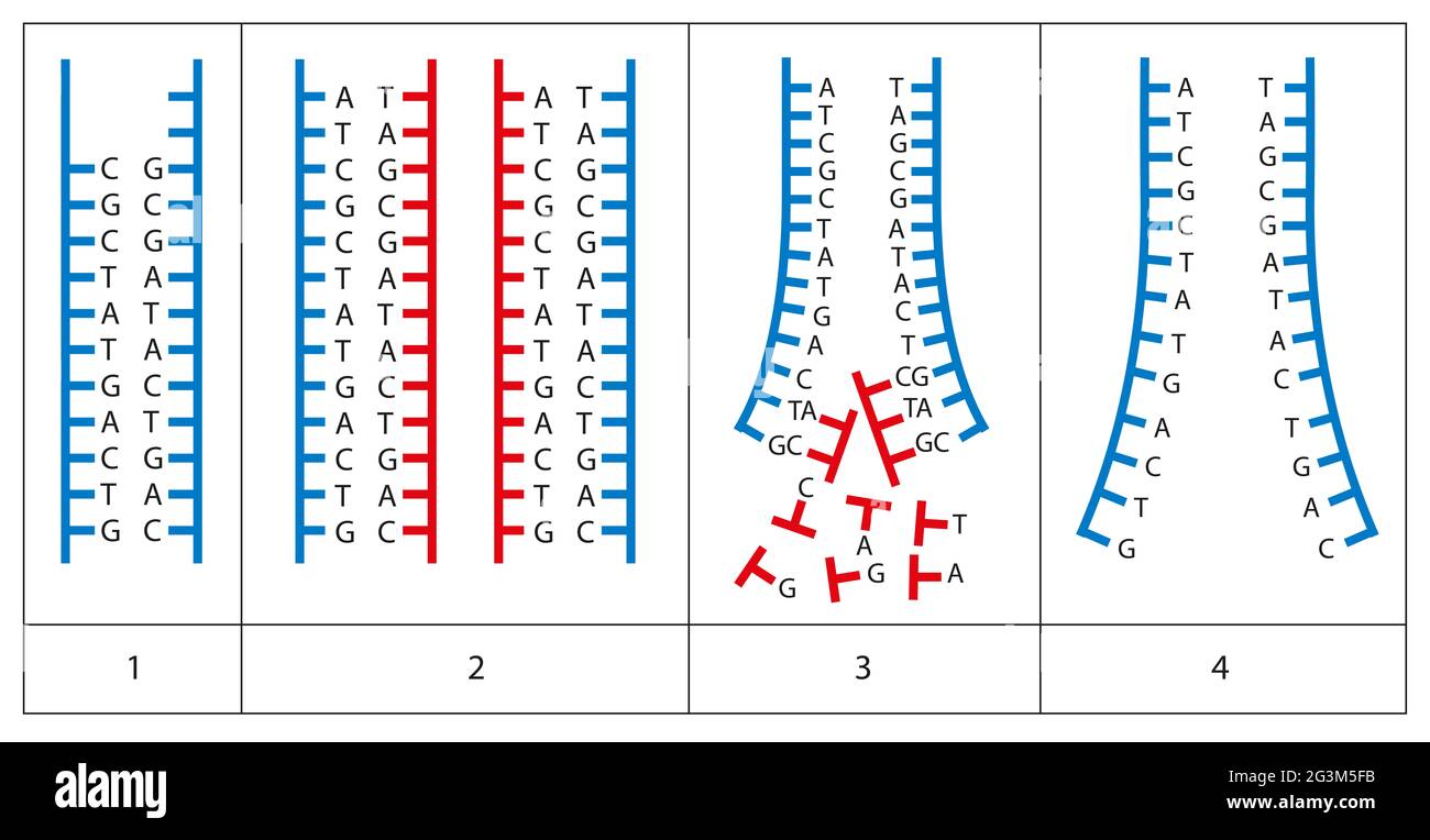 Mechanism of DNA replication. Semiconservative replication then starts with one DNA molecule, and produces two daughter molecules Stock Photo