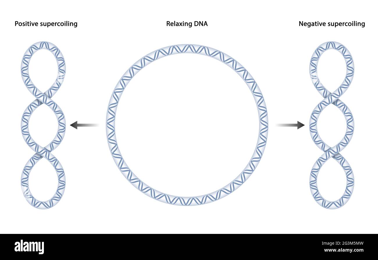 Coiled Dna High Resolution Stock Photography and Images Alamy