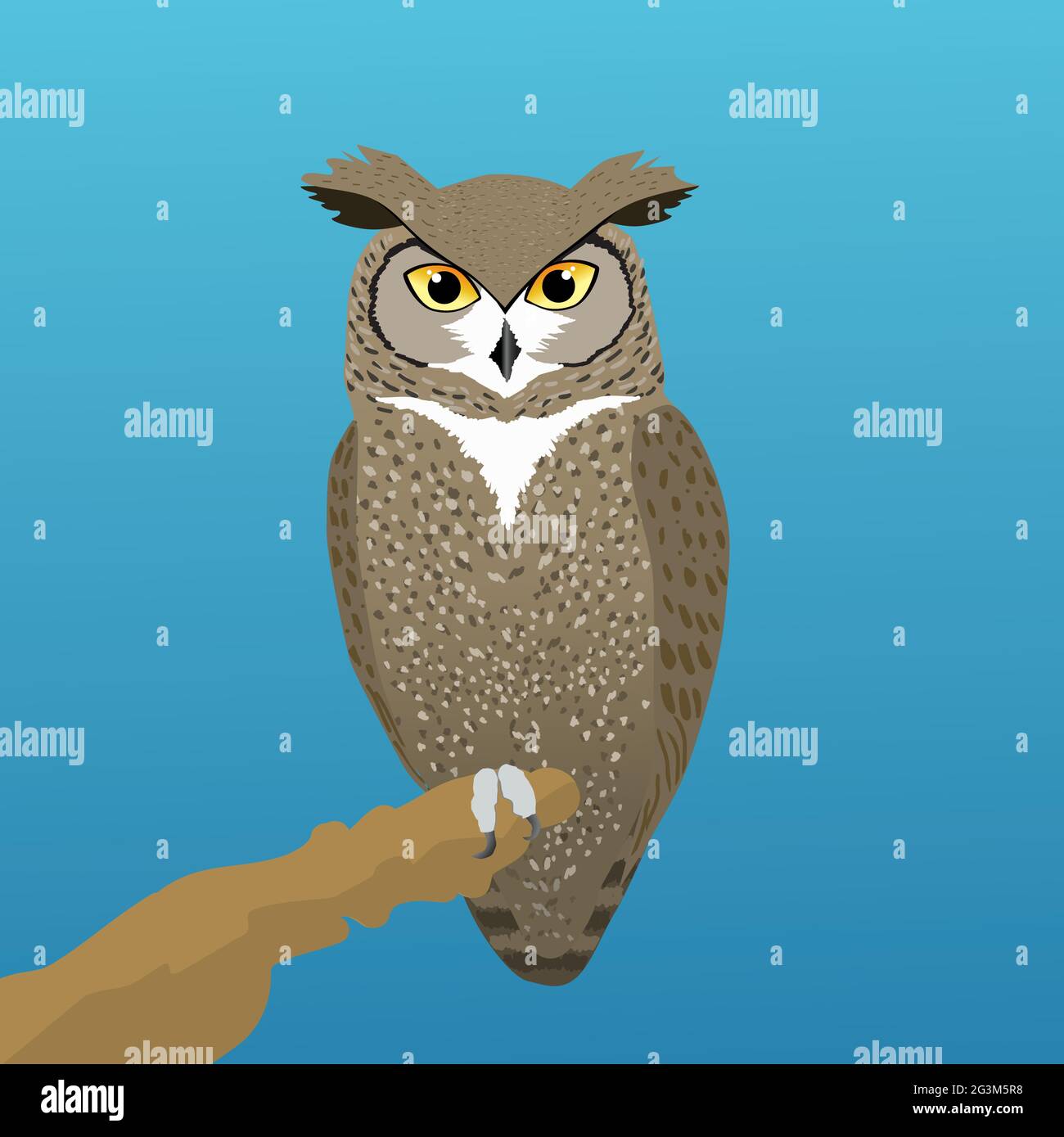 Horned owl portrait vector vectors hi-res stock photography and images