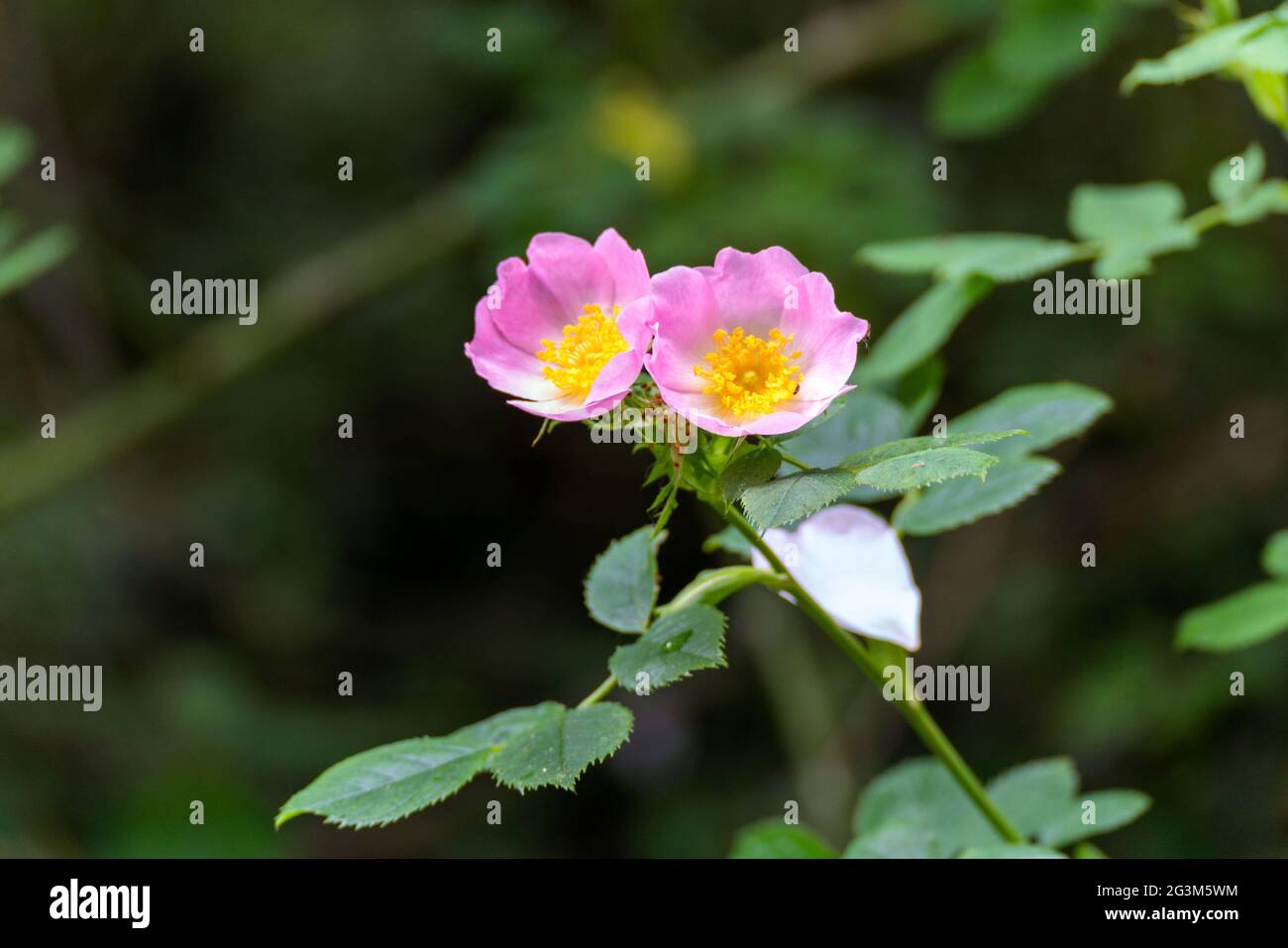 Wild pink Dog Rose (Rosa canina) flowering in springtime Stock Photo