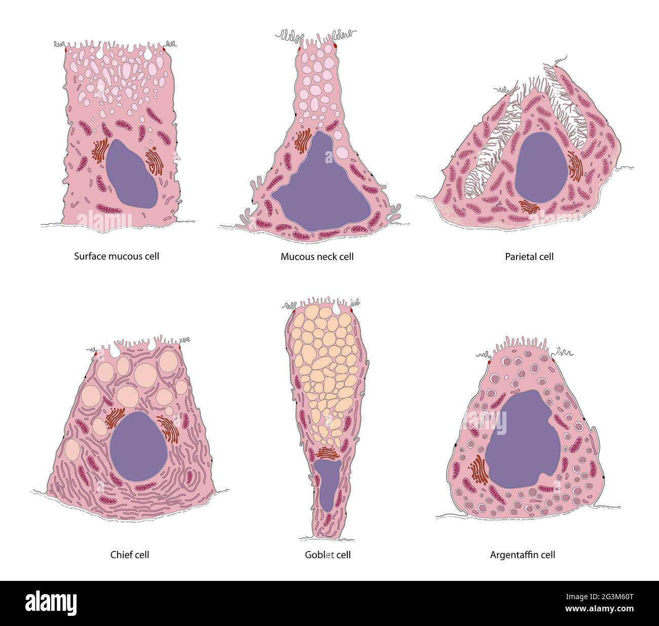 Gastric glands and cell types. Sectional view of stomach mucosa Stock Photo