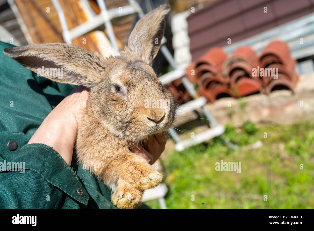 Closeup shot of a person holding a cute brown rabbit Stock Photo - Alamy