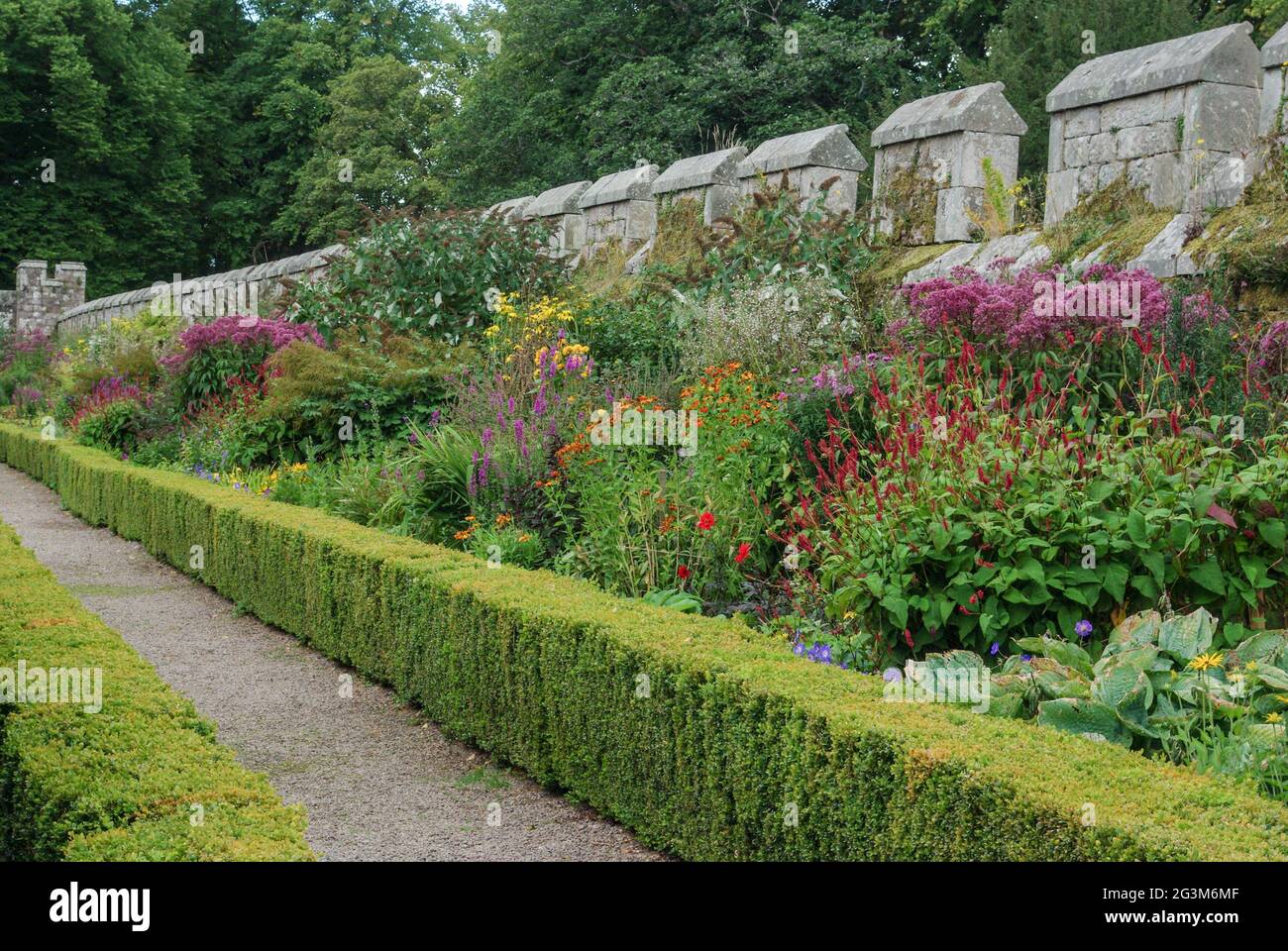 Privet hedge hires stock photography and images Alamy
