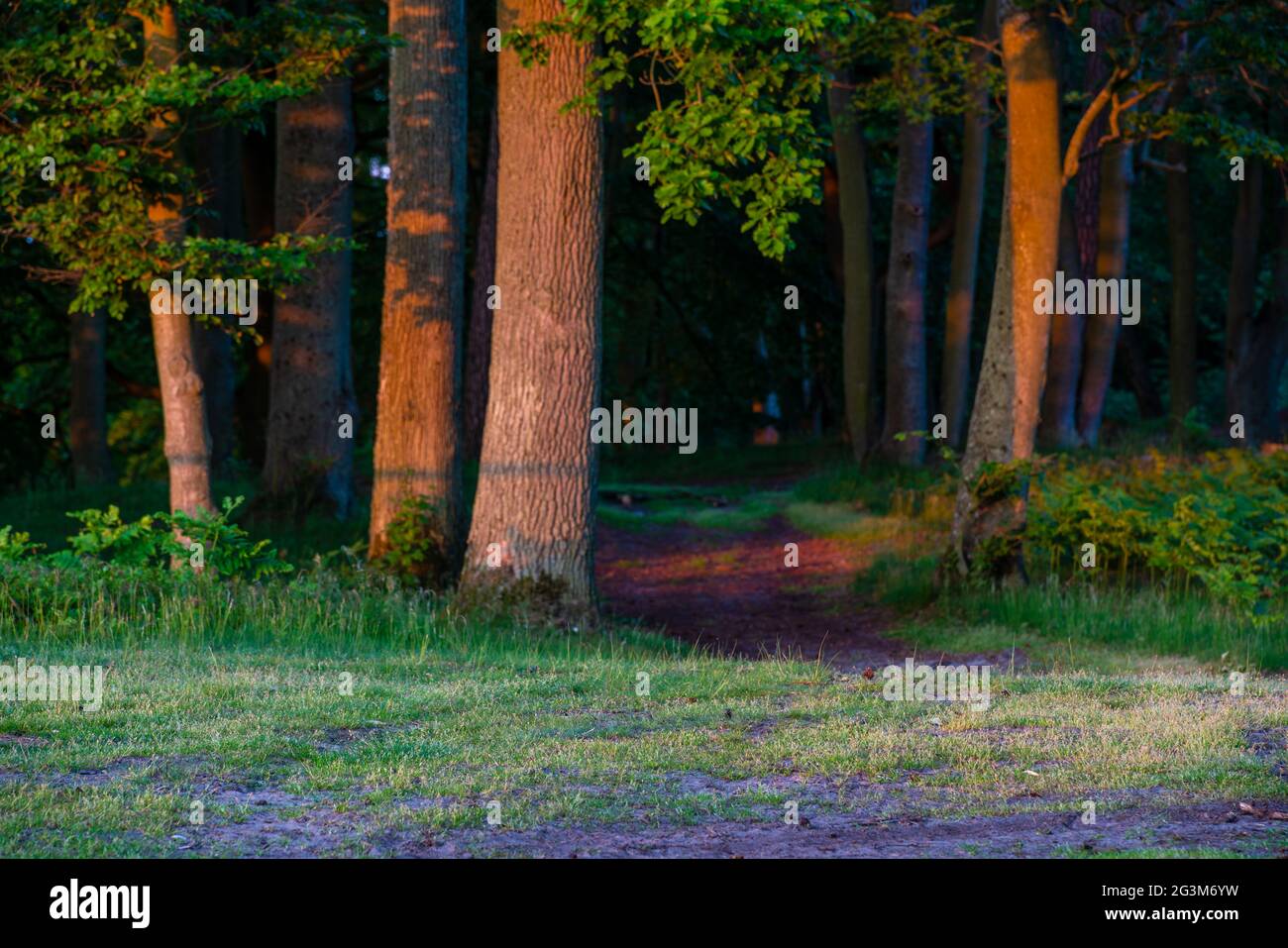 Forest road in the light of the setting sun Stock Photo
