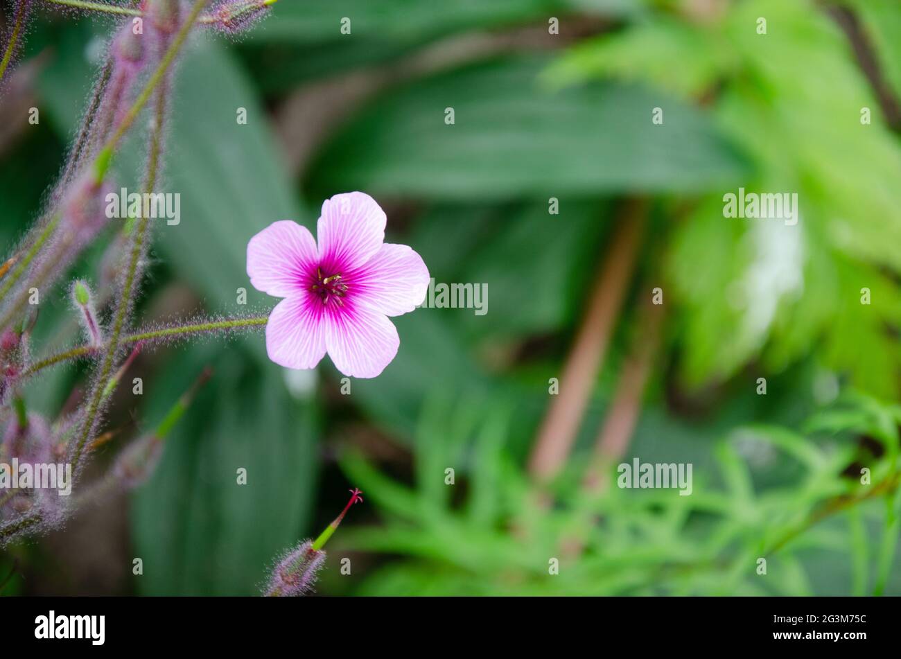 Giant Herb-Robert (Geranium maderense) on a green background with negative space on the right Stock Photo
