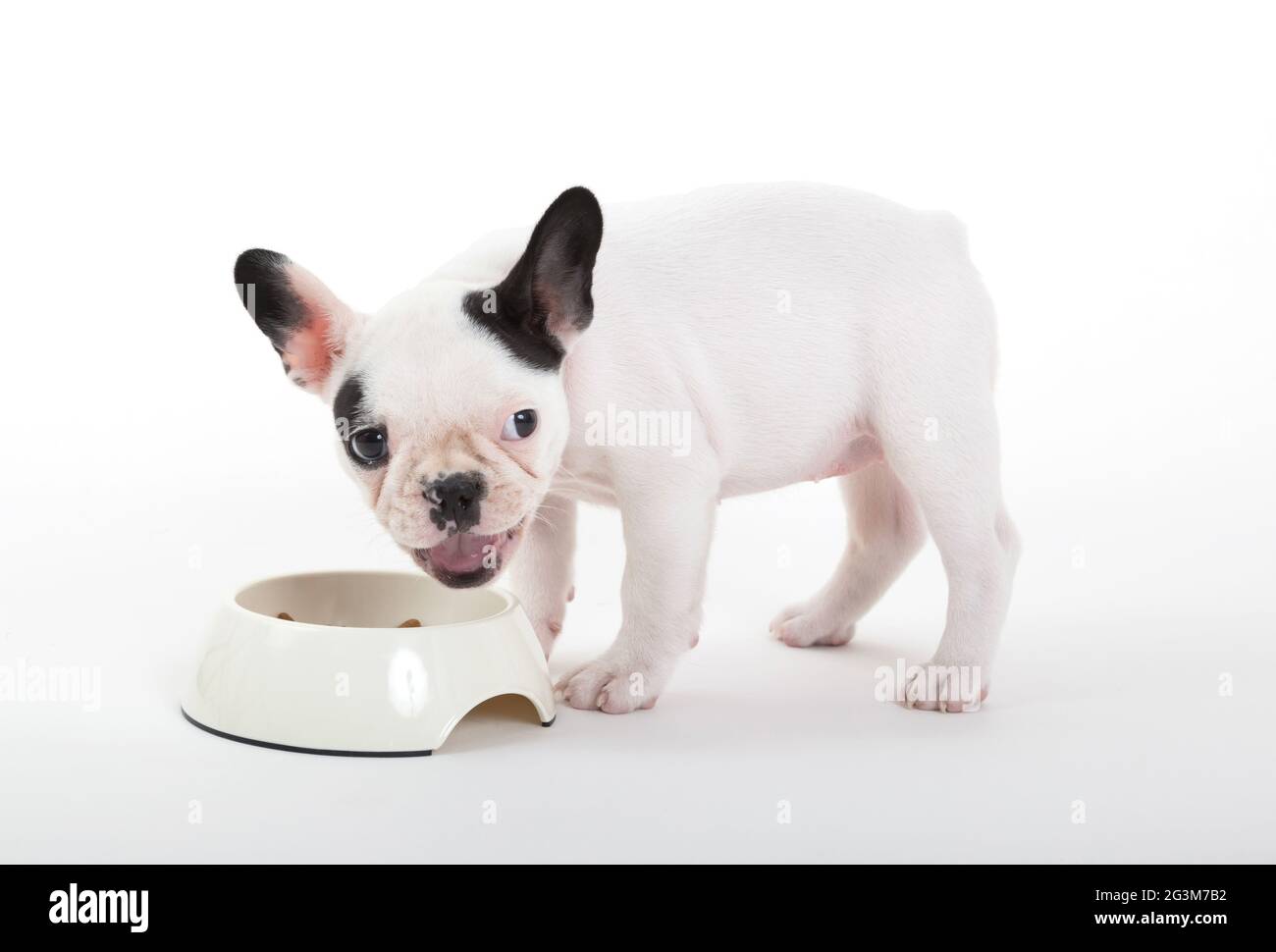 French puppy bulldog eating, isolated Stock Photo Alamy