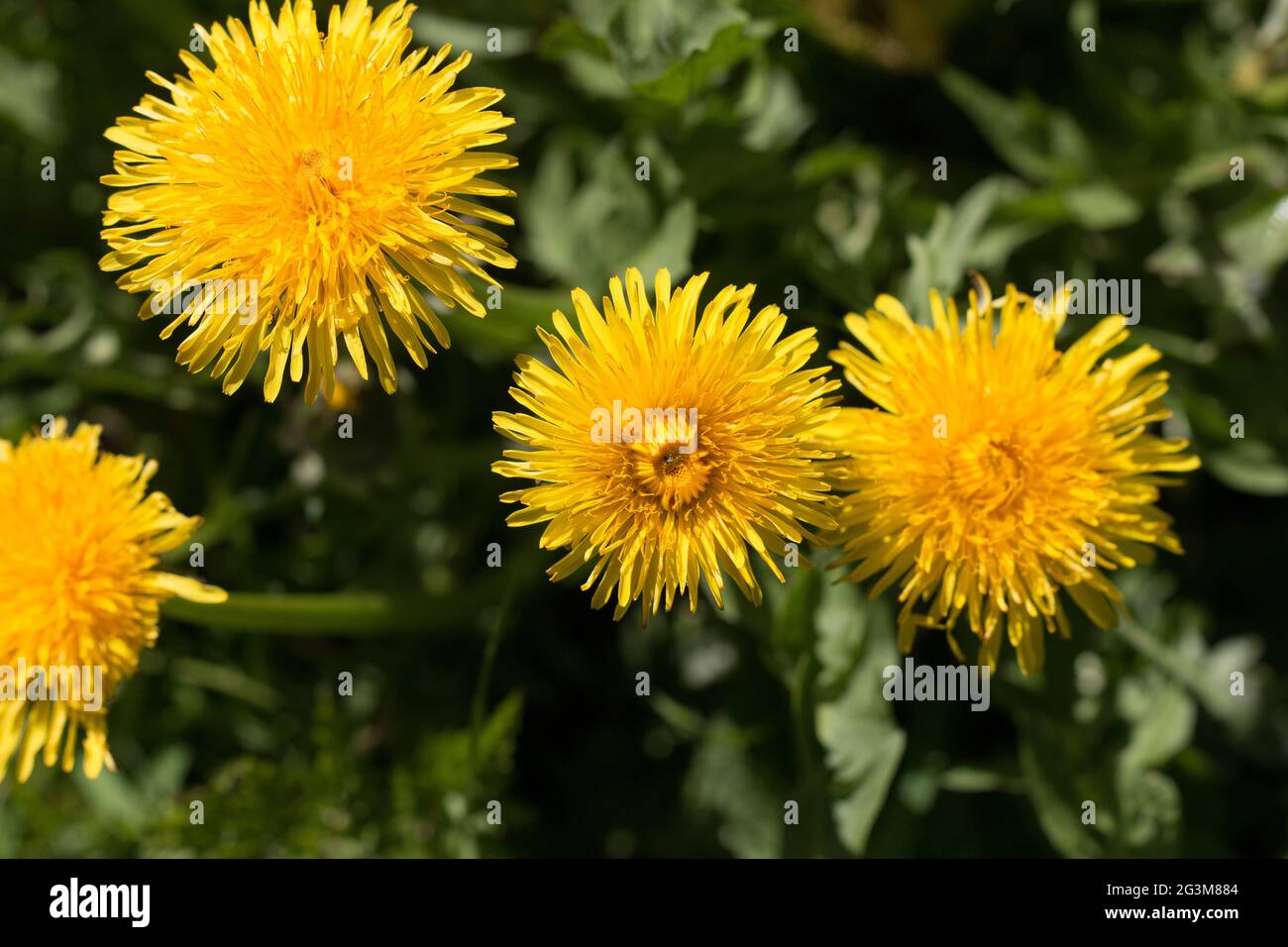 A group of yellow dandelion flowers, Taraxacum officinale, lions tooth or clockflower, blooming in springtime, close-up view from above Stock Photo