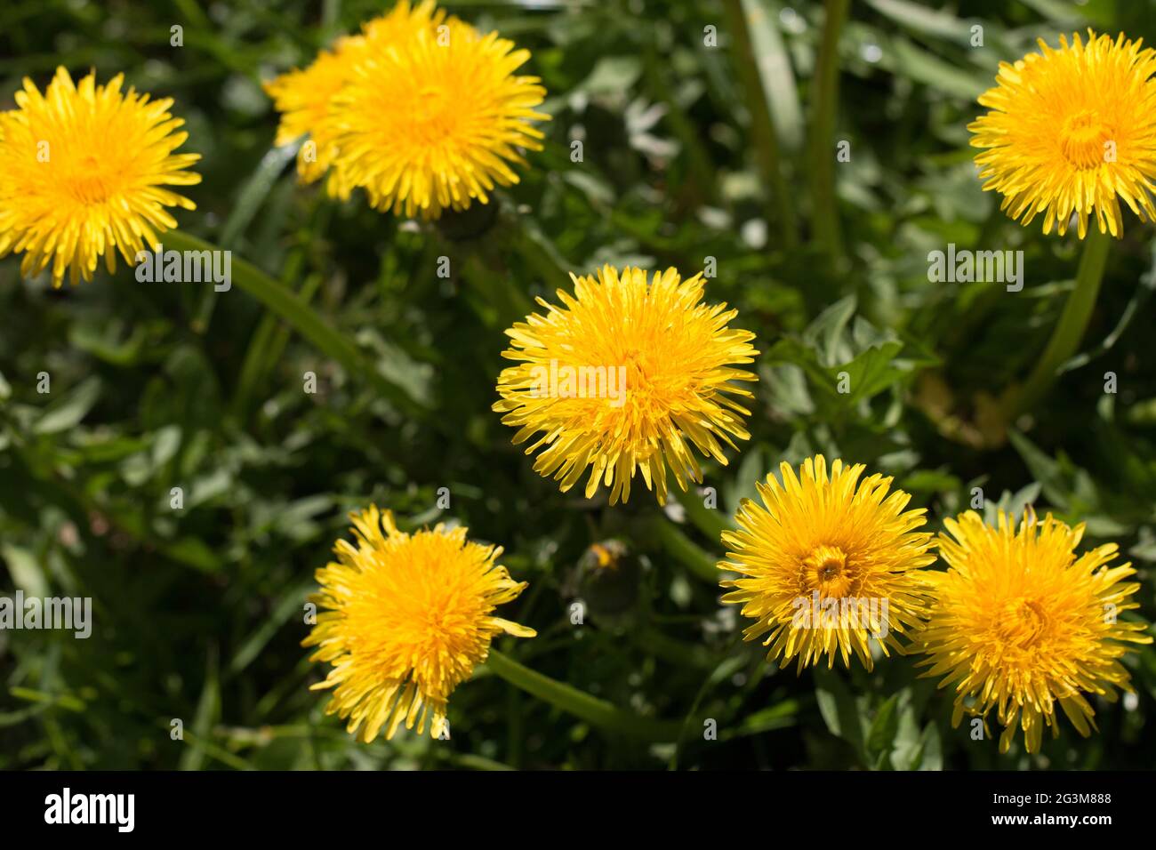 A cluster of yellow dandelion flowers, Taraxacum officinale, lions tooth or clockflower, blooming in the spring sunshine, Shropshire, England Stock Photo