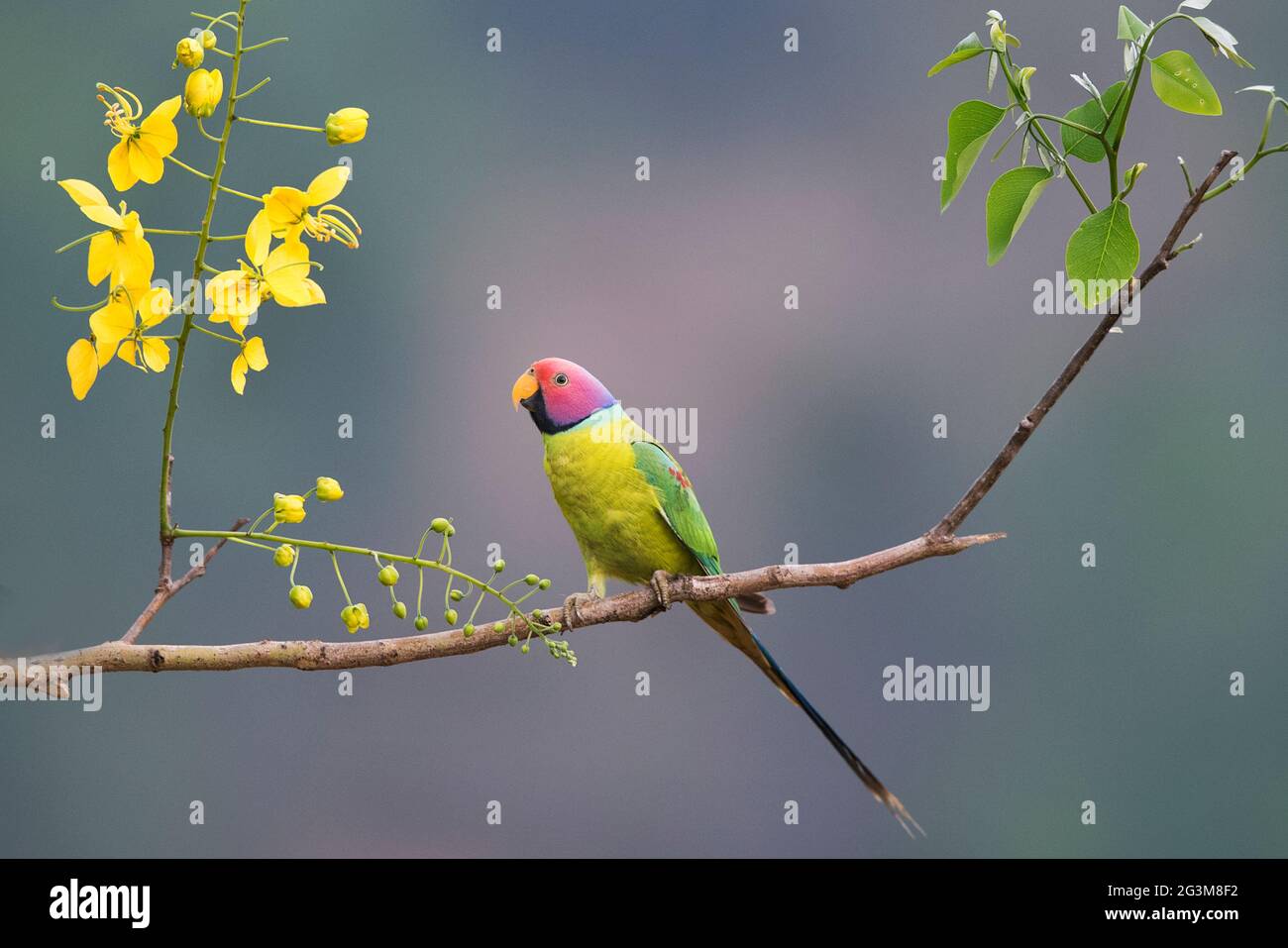 The image of Plum-headed parakeet (Psittacula cyanocephala) at Shimoga, Karnataka, India, Asia Stock Photo