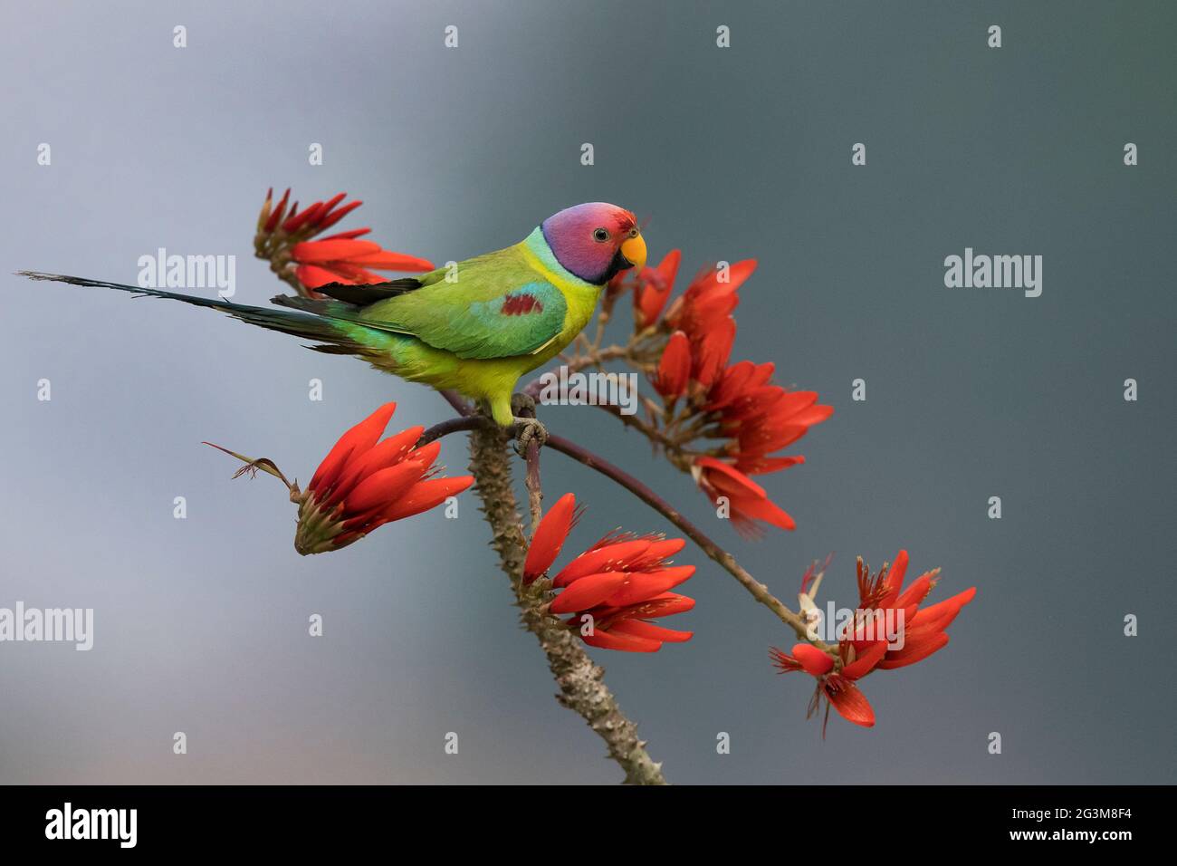 The image of Plum-headed parakeet (Psittacula cyanocephala) at Shimoga, Karnataka, India, Asia Stock Photo