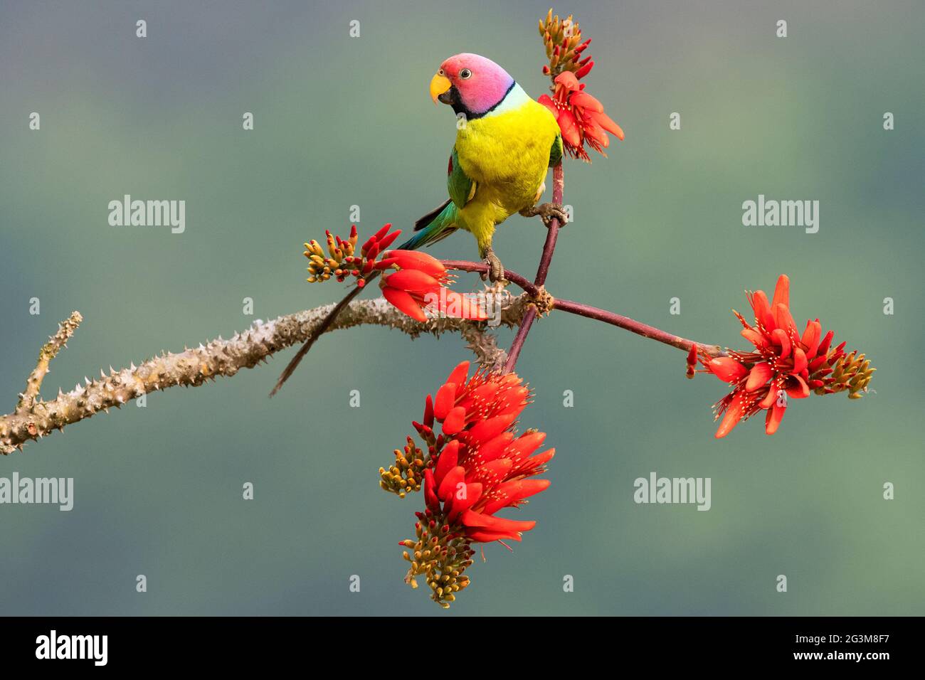 The image of Plum-headed parakeet (Psittacula cyanocephala) at Shimoga, Karnataka, India, Asia Stock Photo