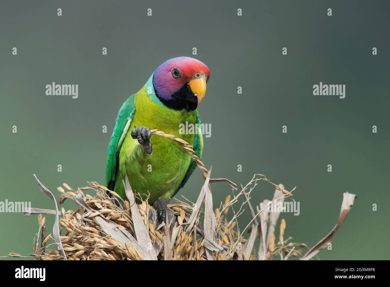 The image of Plum-headed parakeet (Psittacula cyanocephala) at Shimoga, Karnataka, India, Asia Stock Photo