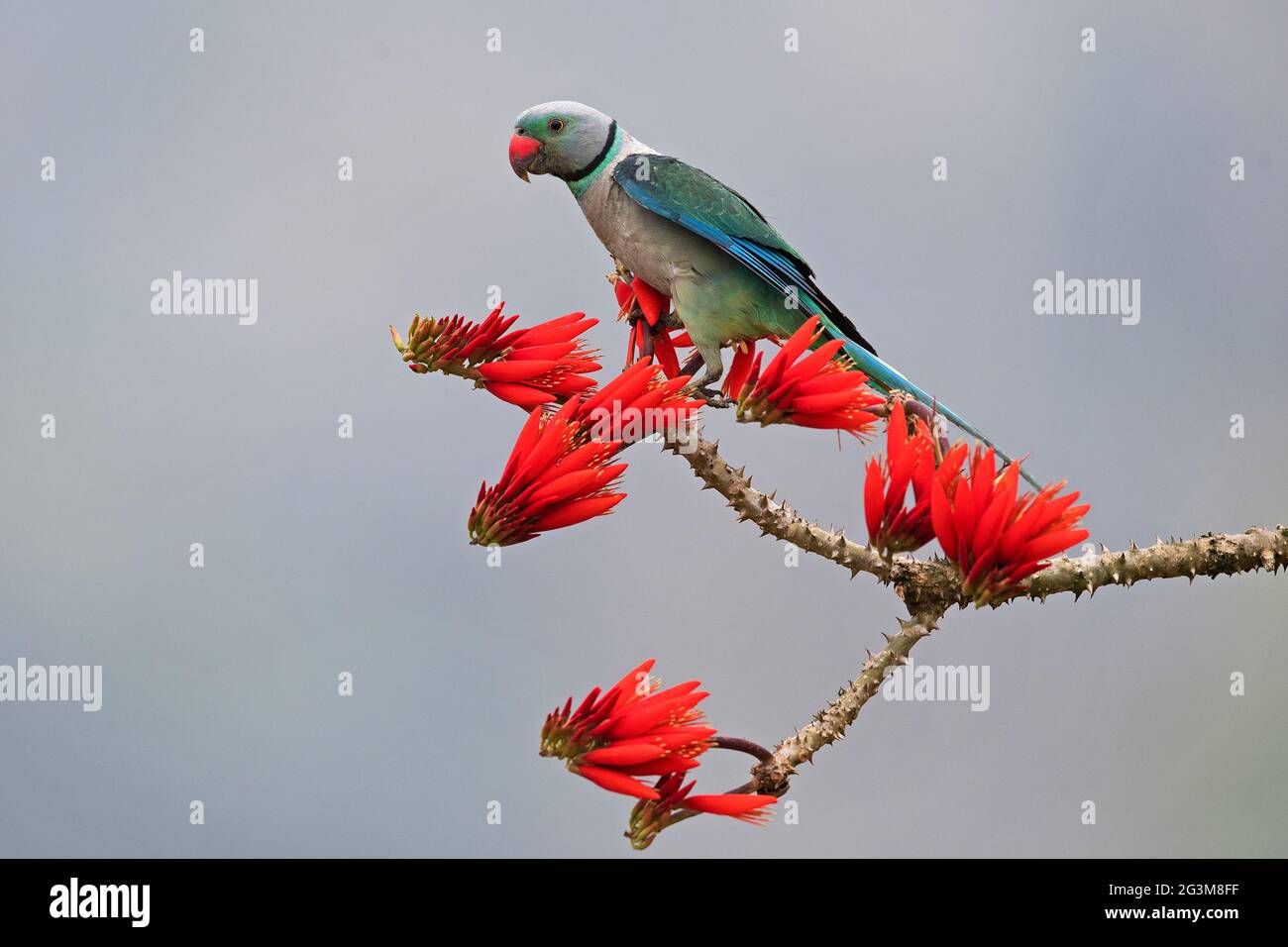 The image of Malabar Parakeet (Psittacula columboides) at Shimoga, Karnatka, India, Asia Stock Photo
