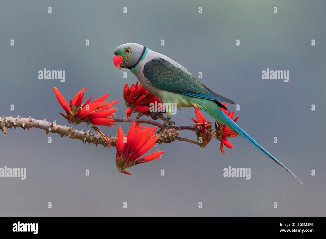 The image of Malabar Parakeet (Psittacula columboides) at Shimoga, Karnataka, India, Asia Stock Photo