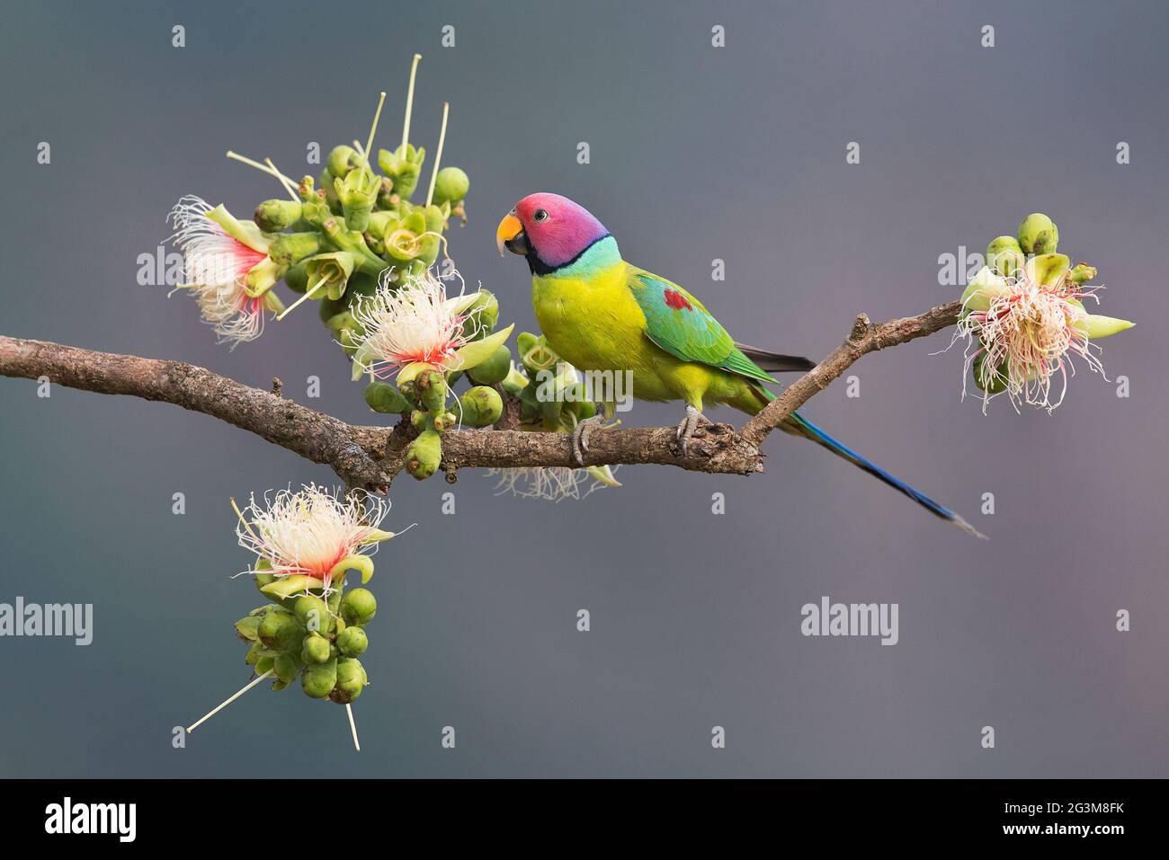The image of Plum-headed parakeet (Psittacula cyanocephala) at Shimoga, Karnataka, India, Asia Stock Photo