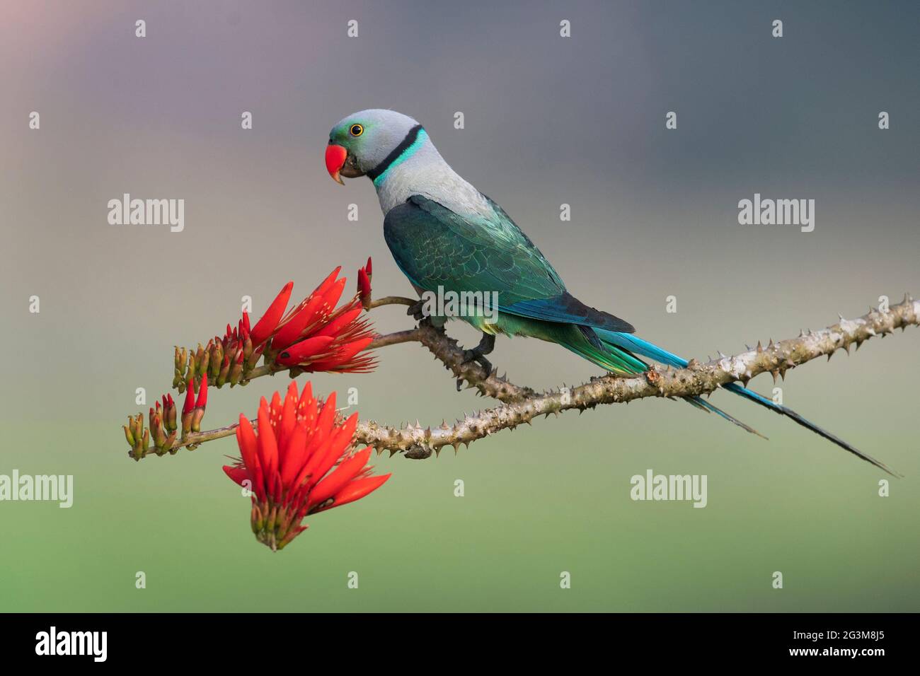 The image of Malabar Parakeet (Psittacula columboides) at Shimoga, Karnataka, India, Asia Stock Photo