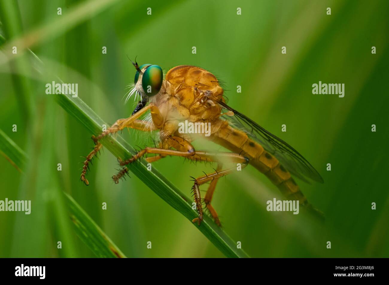 Insect on a blade of grass Stock Photo Alamy
