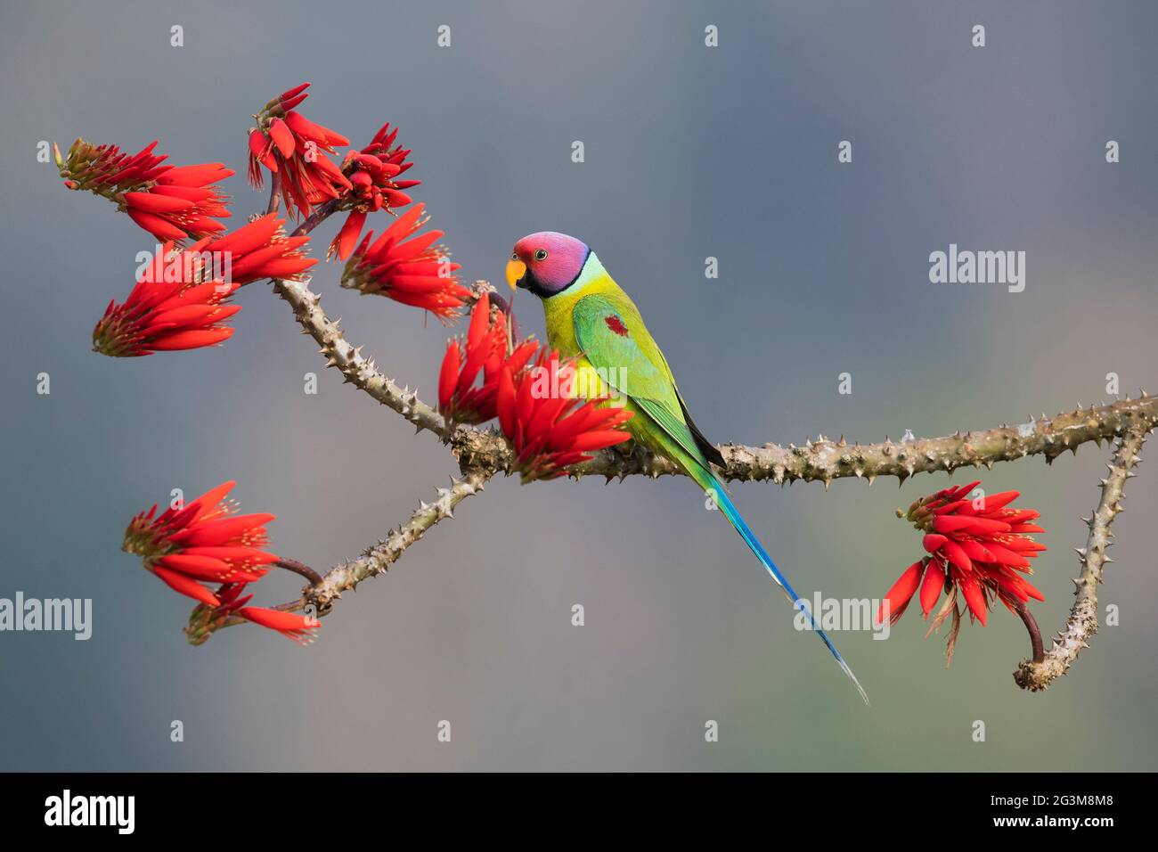 The image of Plum-headed parakeet (Psittacula cyanocephala) at Shimoga, Karnataka, India, Asia Stock Photo