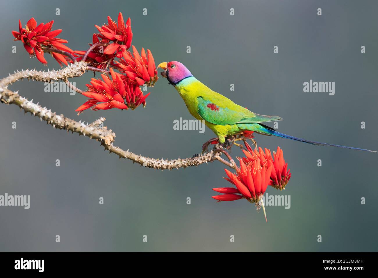 The image of Plum-headed parakeet (Psittacula cyanocephala) at Shimoga, Karnataka, India, Asia Stock Photo