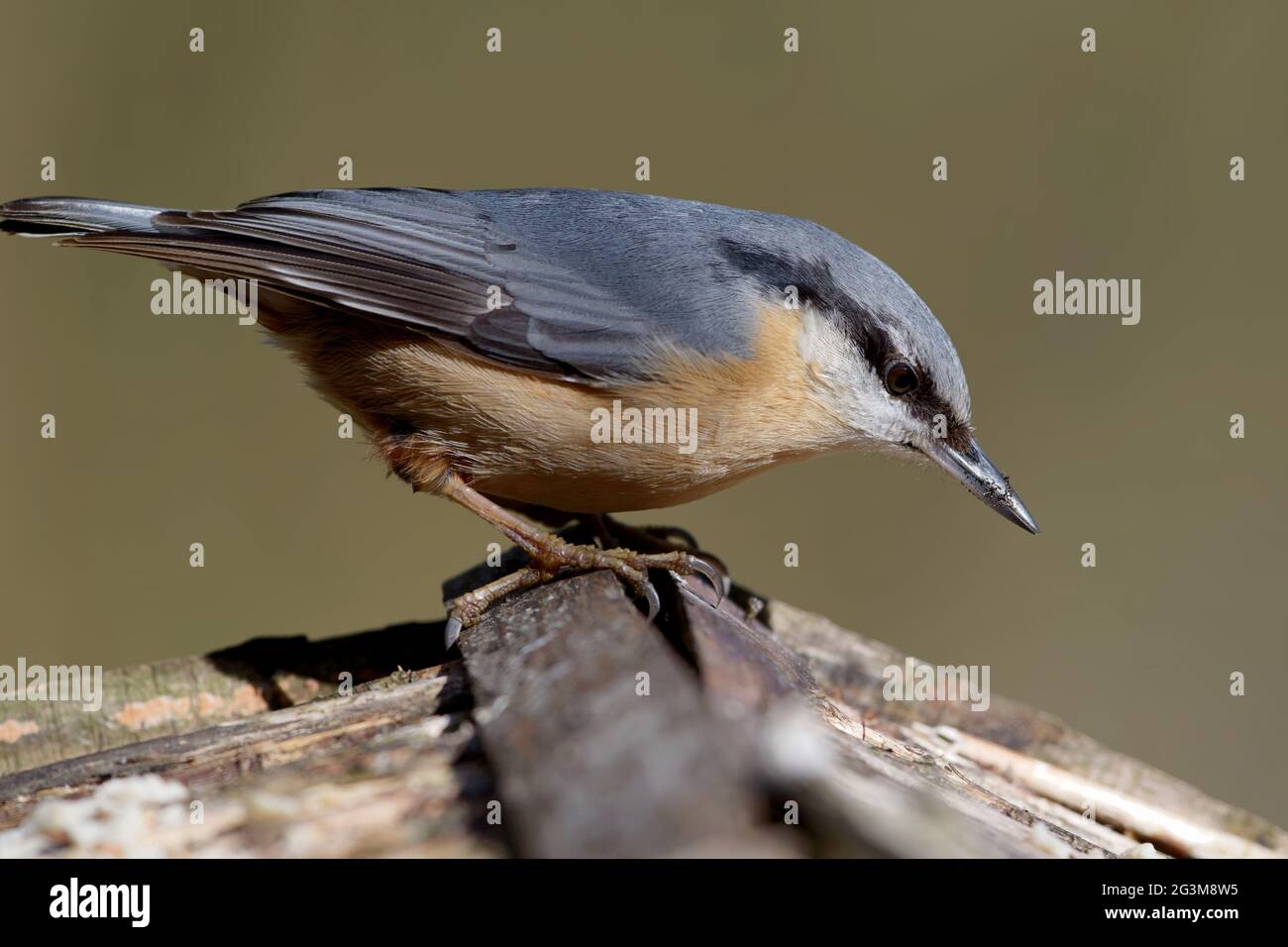 Nuthatch on the bird house Stock Photo