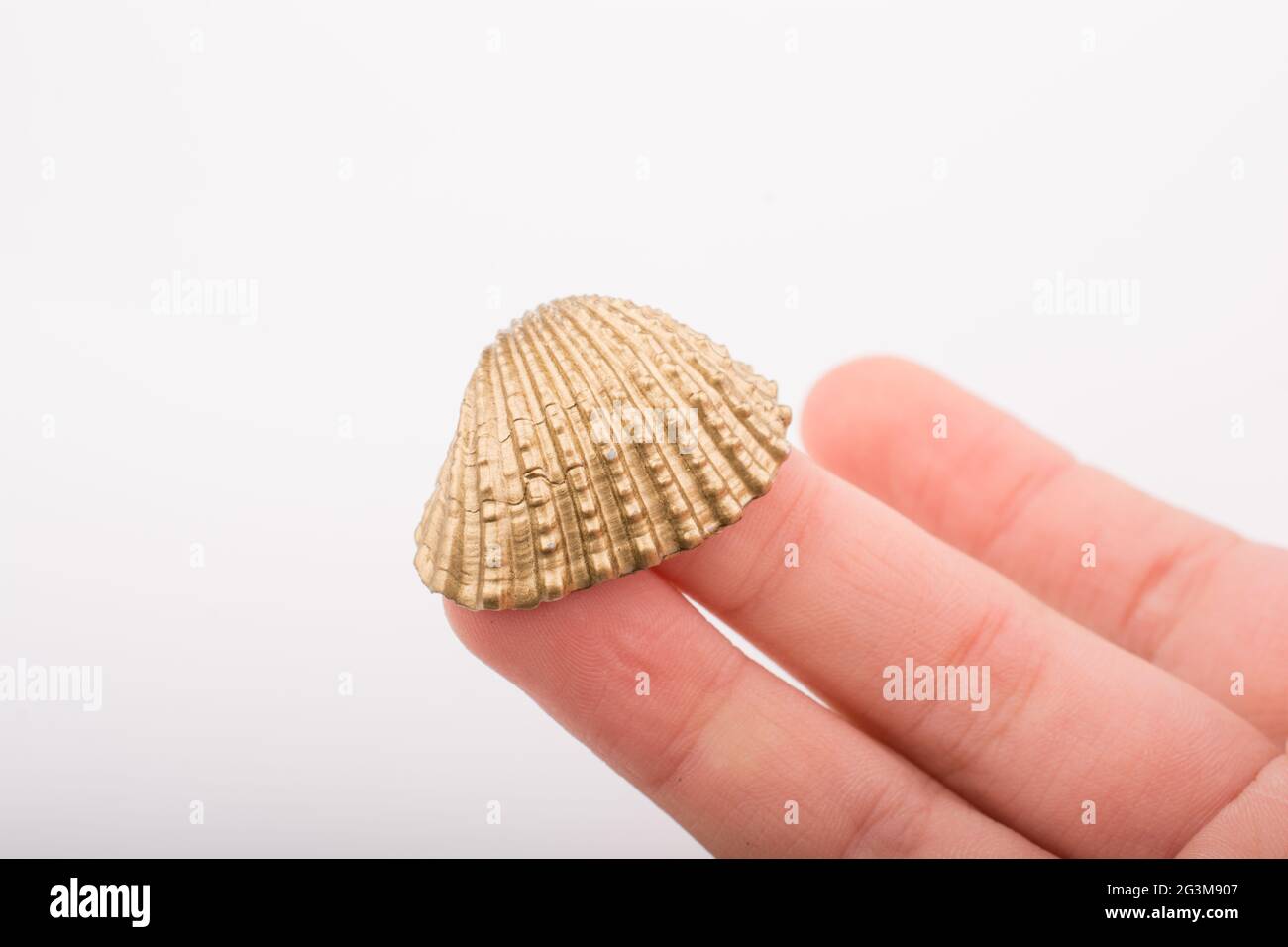 Little gold colored seashell in hand Stock Photo Alamy