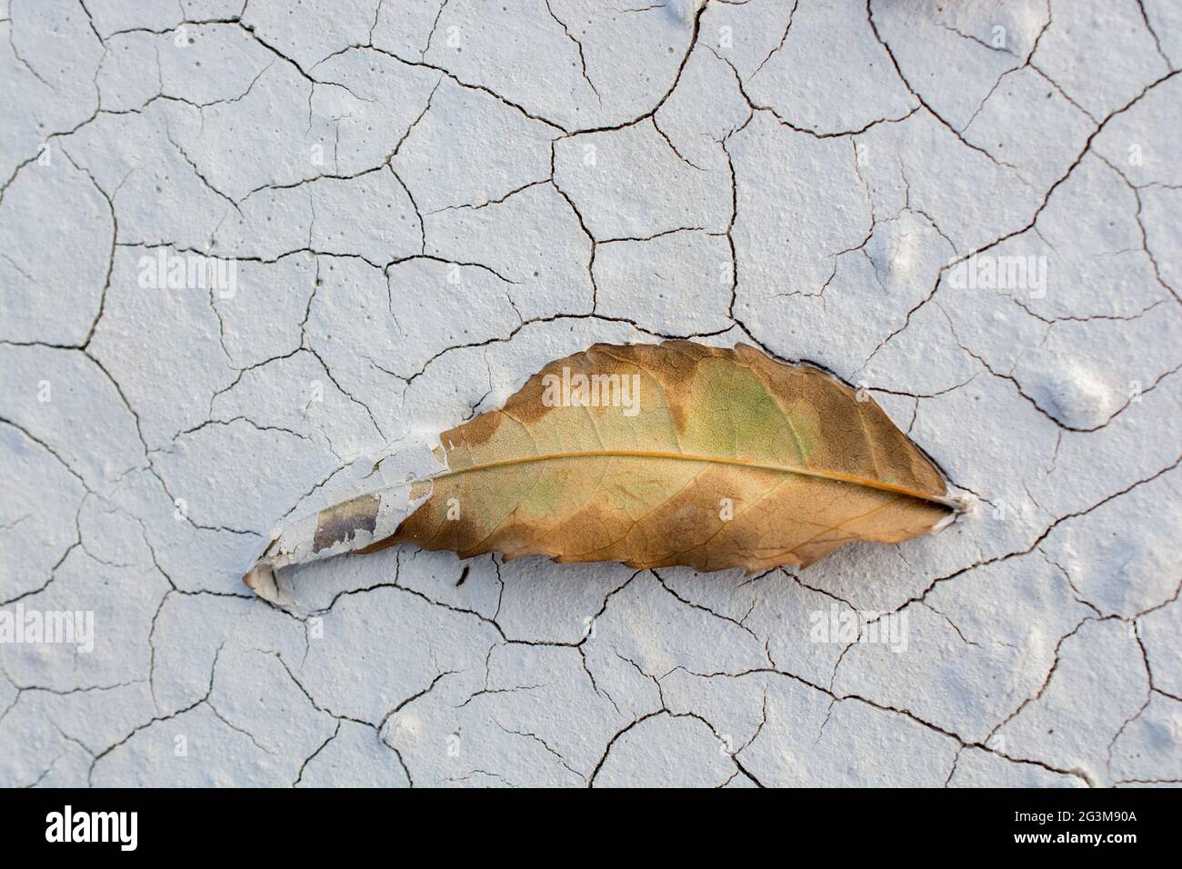 Dry autumn leaf texture hi-res stock photography and images - Alamy