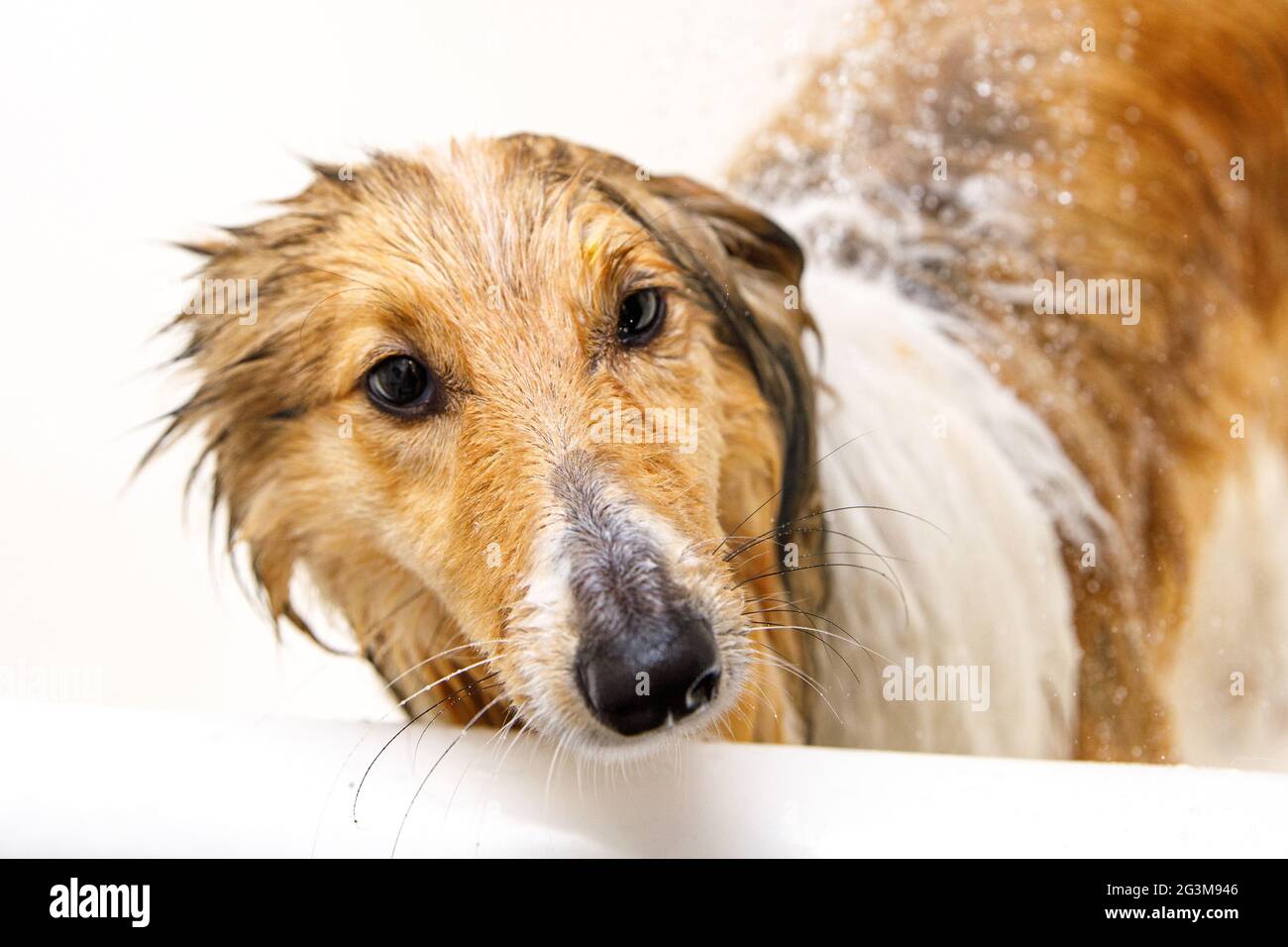 Wet dog. Washing your pet in the bathroom Stock Photo Alamy