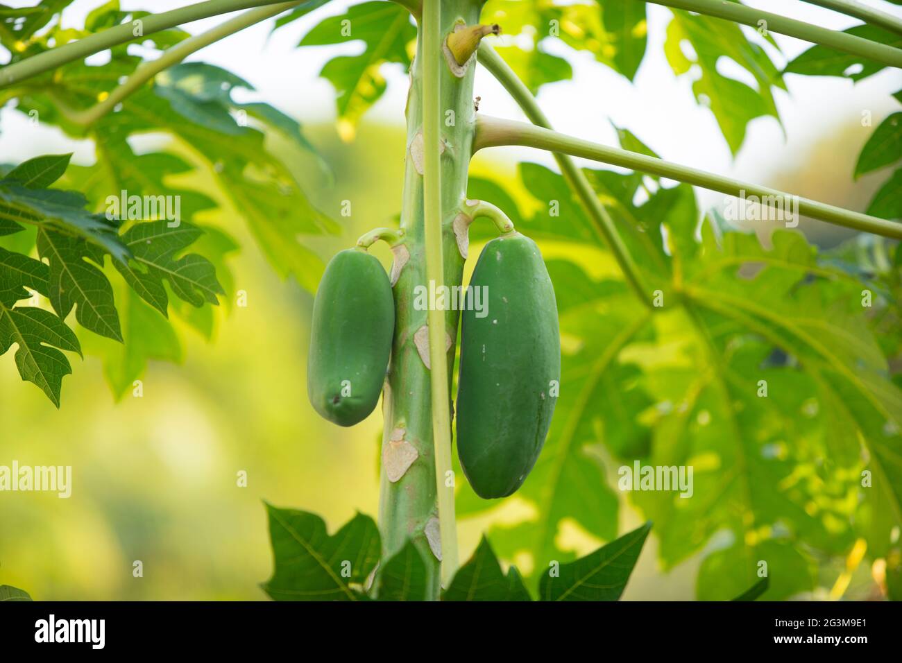 a beautiful papaya tree with a sturdy stalk and shady leaves in the