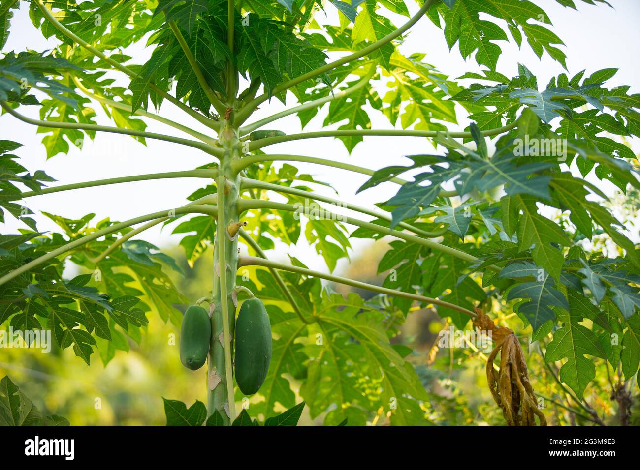 Papaya tree hawaii hires stock photography and images Alamy
