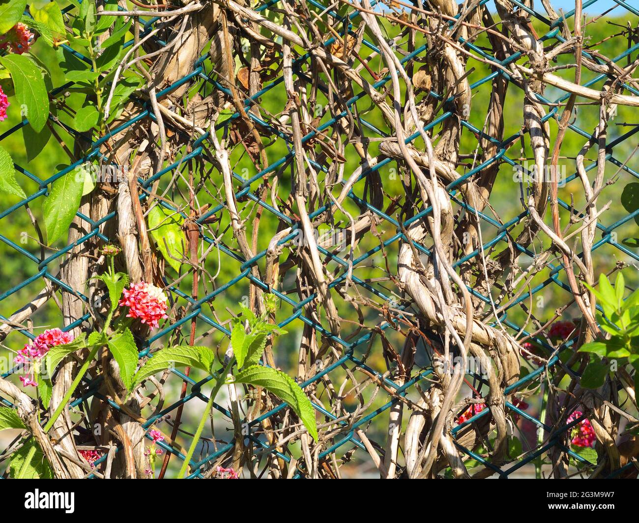 climbing vines on chain link fence Stock Photo Alamy